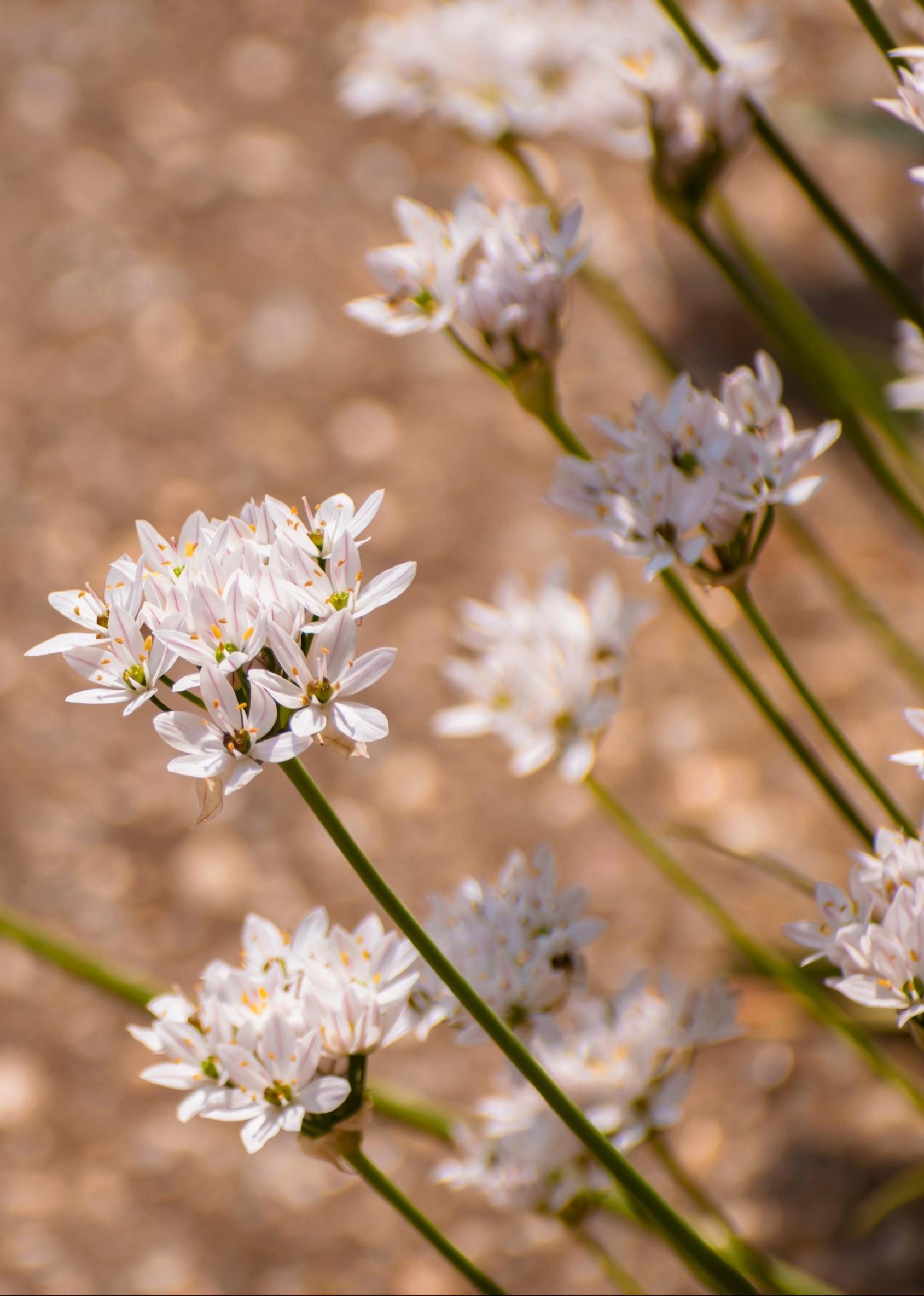 Allium ‘Caméleon,’ Allium trifoliatum