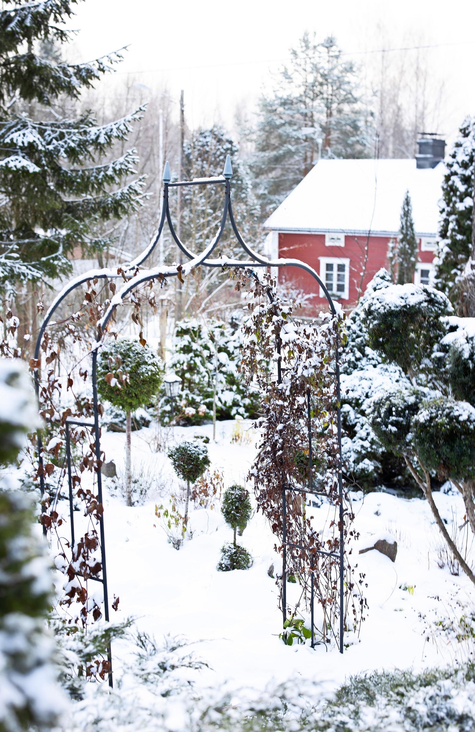Nina is shaping two small thuja seedlings into topiary trees. Clematis ‘Charles’ and ‘Huldine’ climb the arches.
