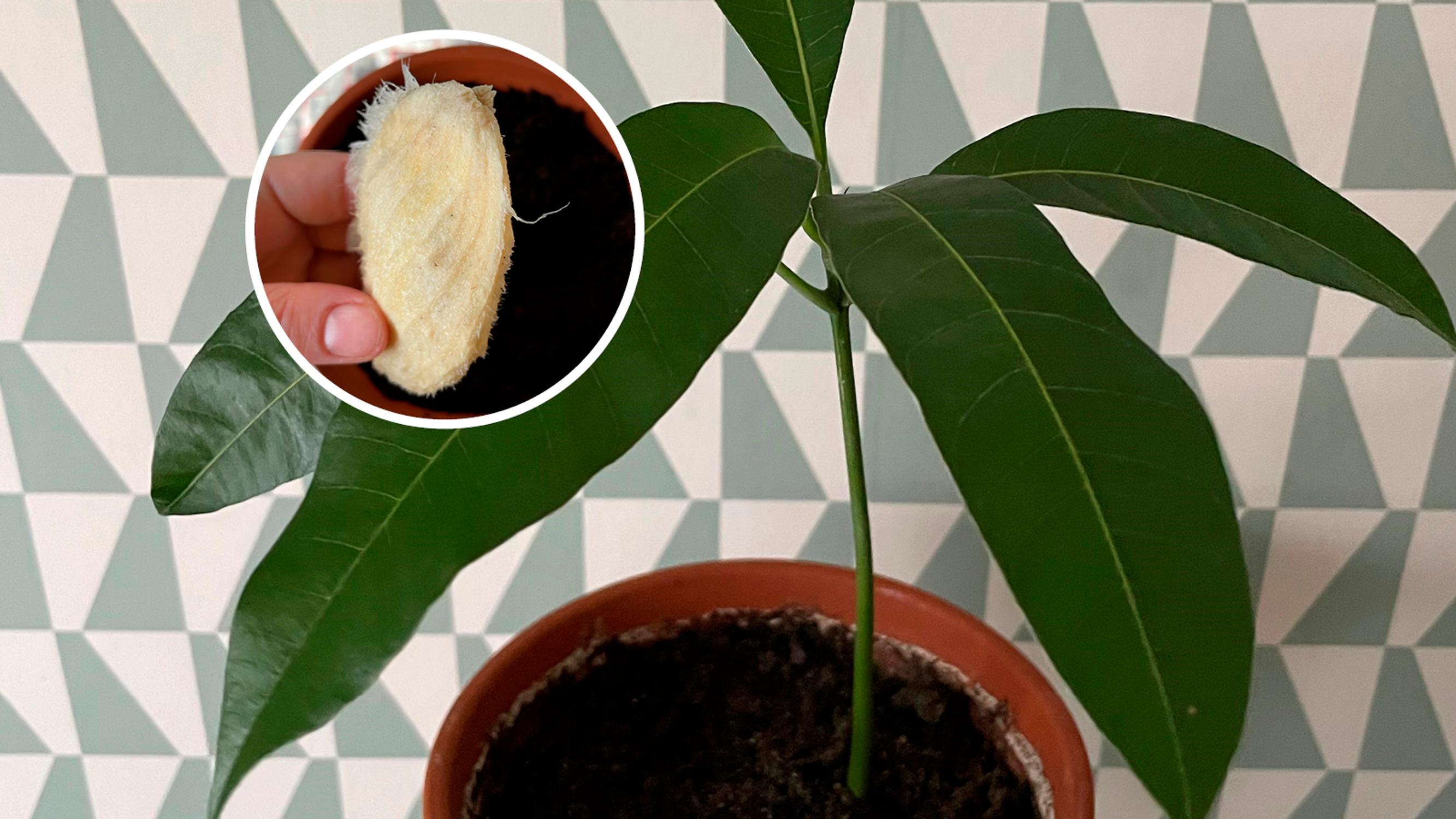 How to plant a mango seed from the fruit: turn a store-bought mango into a houseplant