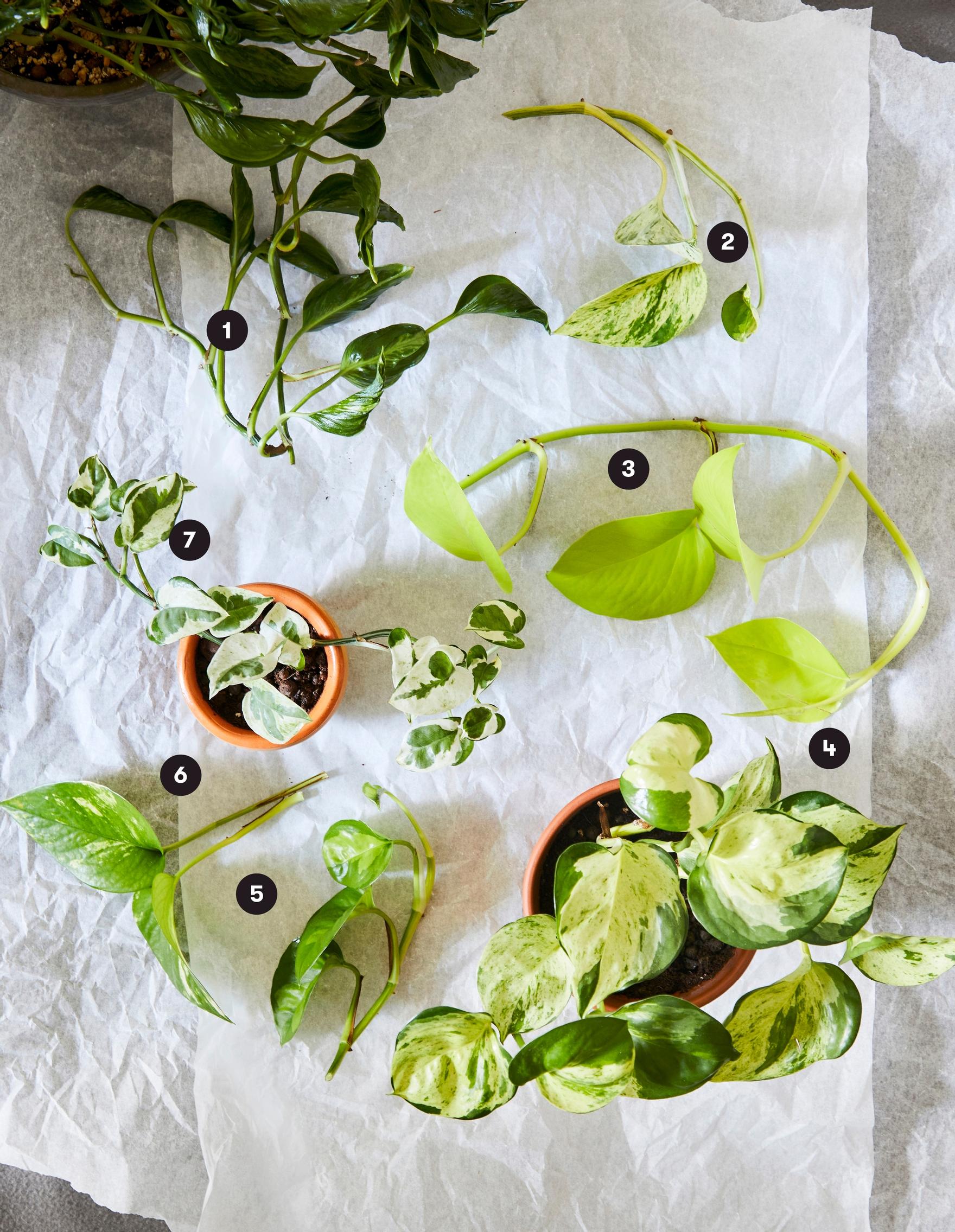 Golden pothos varieties