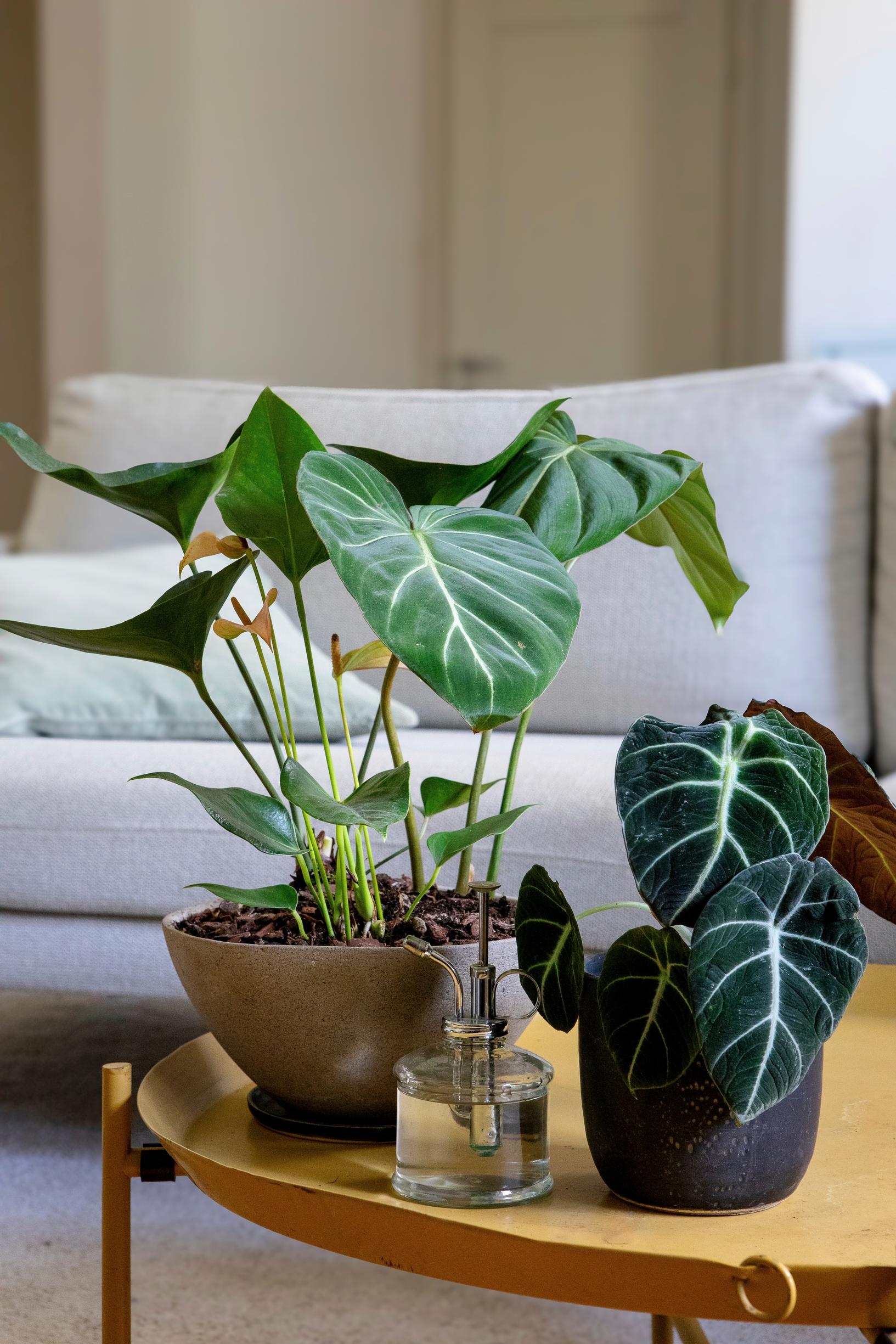 Different houseplants in one pot