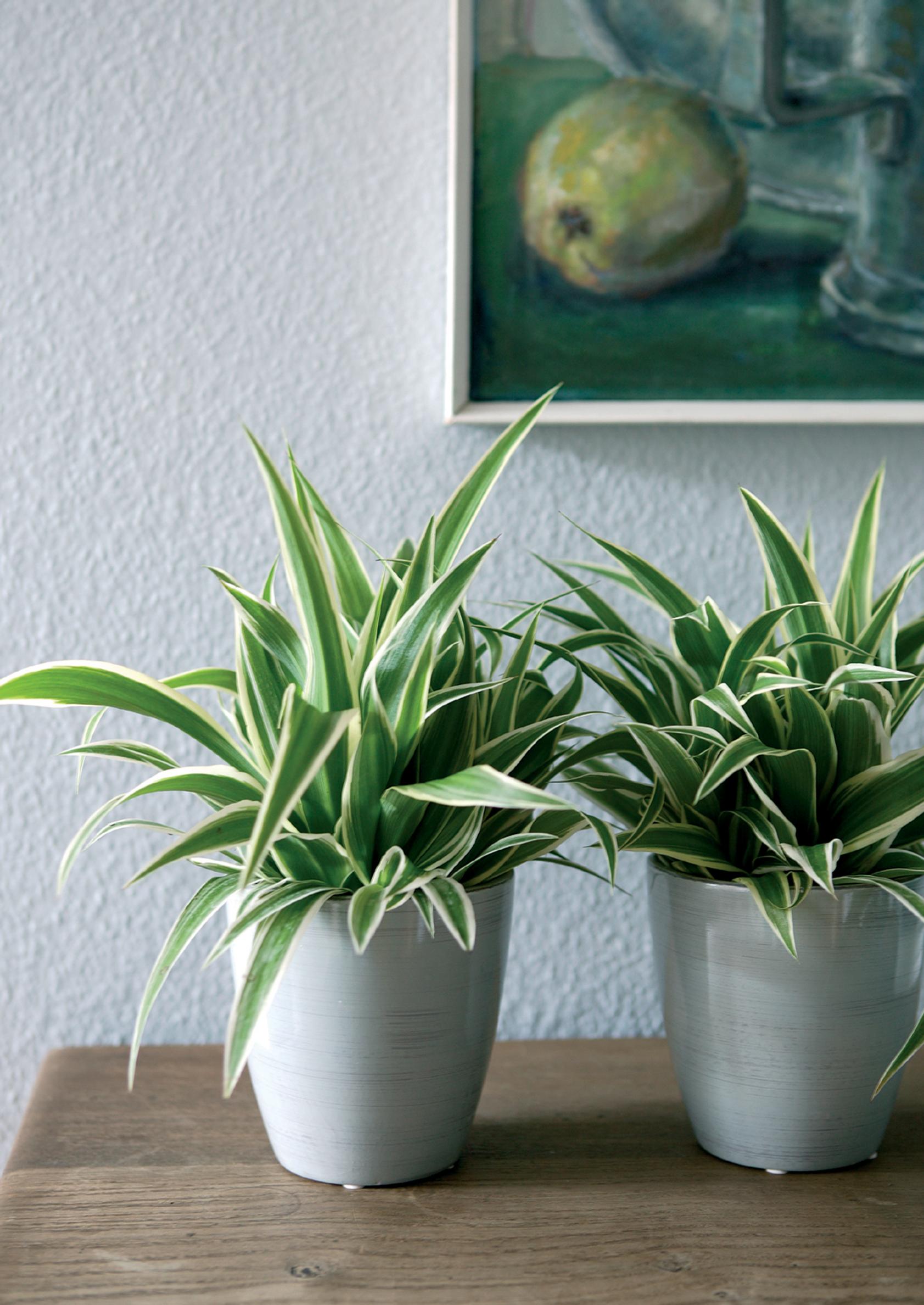 How to care for a spider plant: ‘Variegatum’