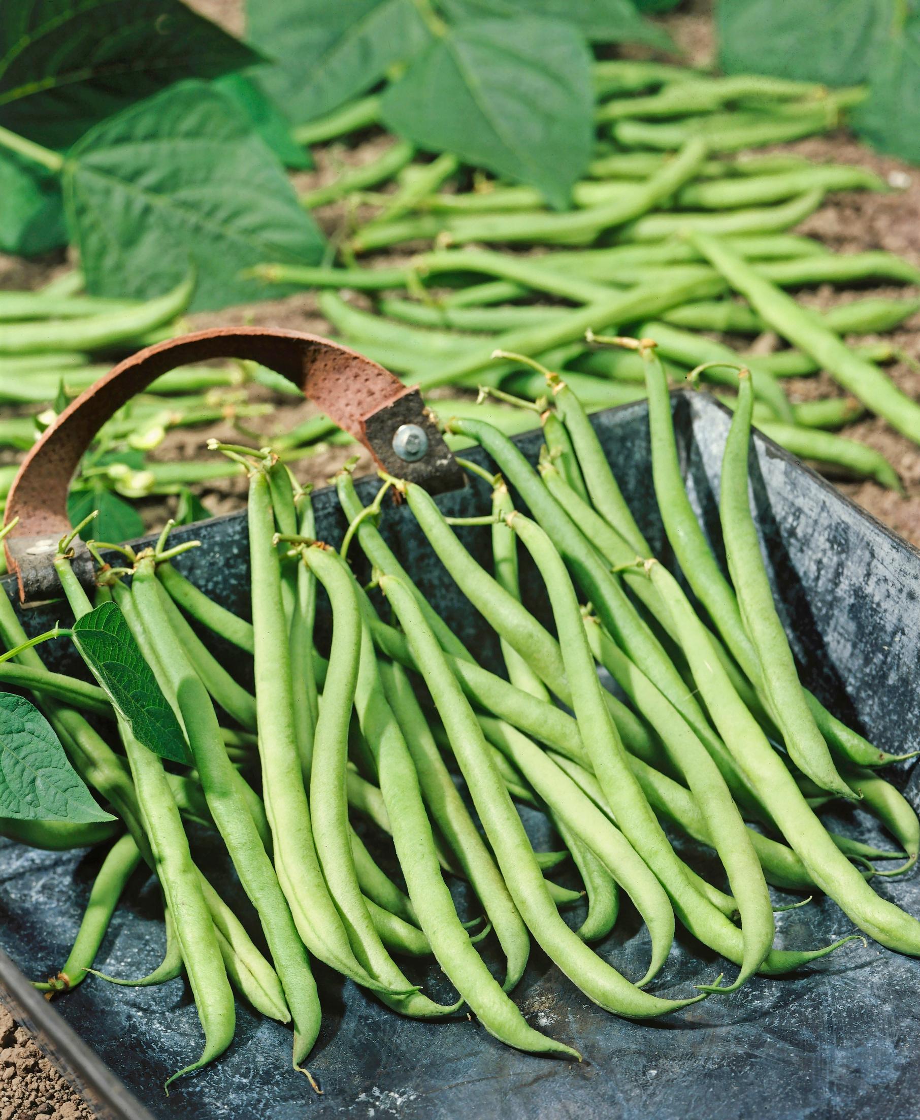 Bean varieties: bush bean ’Primel’