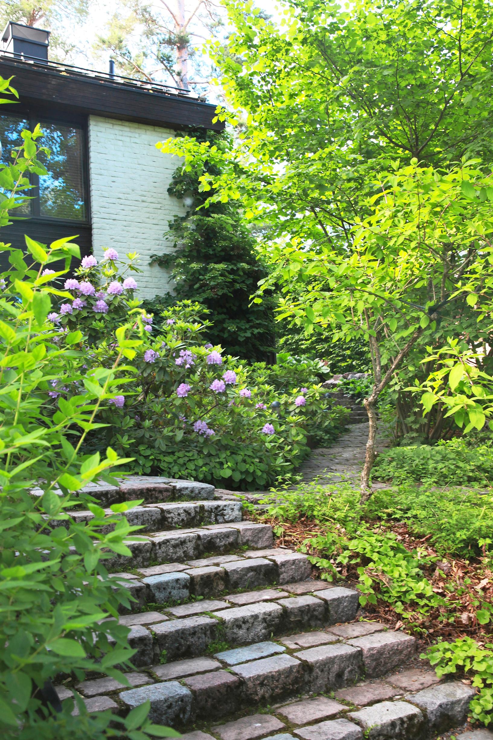 1970s garden: Maria has pruned the over-50-year-old panicle hydrangea into a tree form.