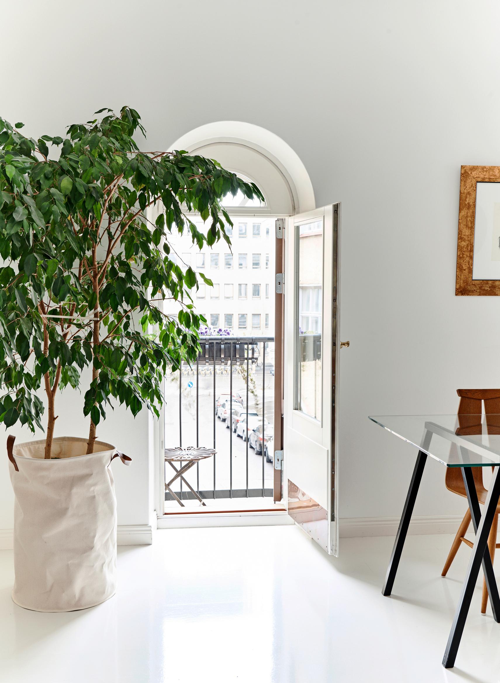 Weeping fig brings lush greenery into your home—get our tips on how to grow and care for it