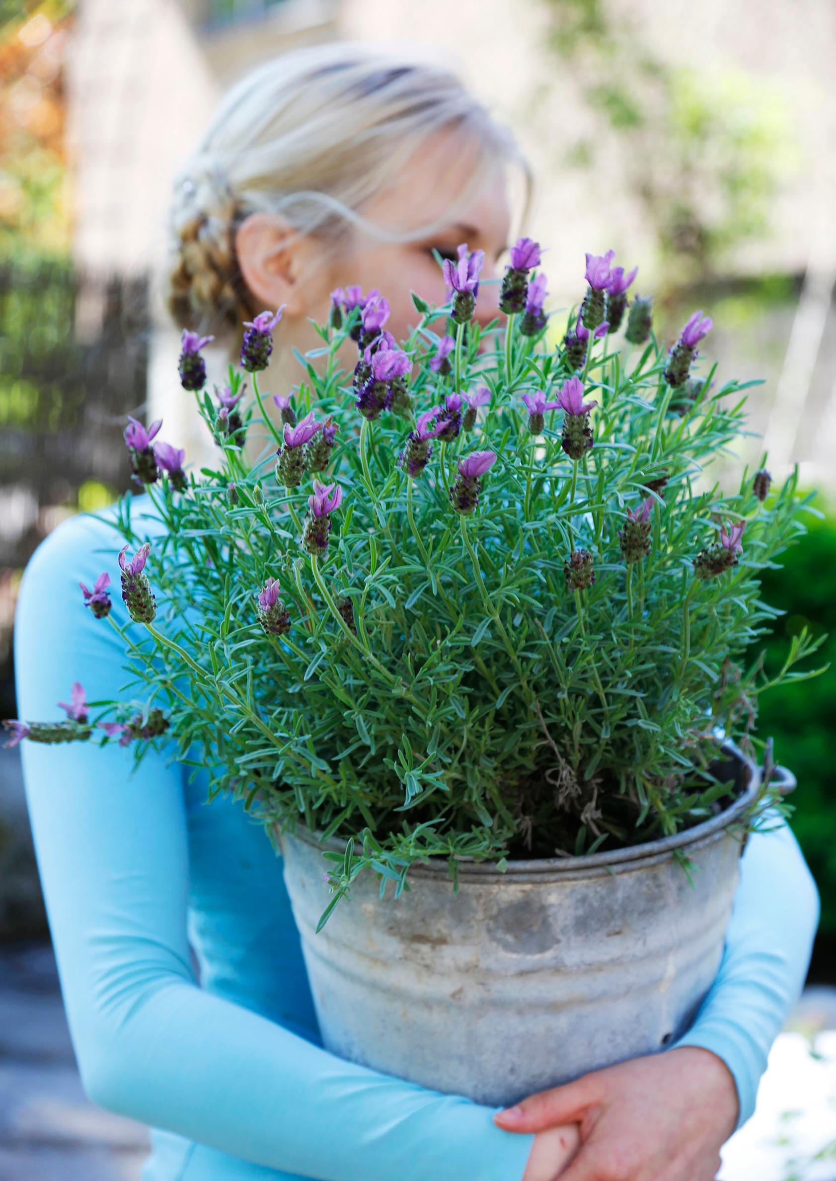 Ways to use lavender