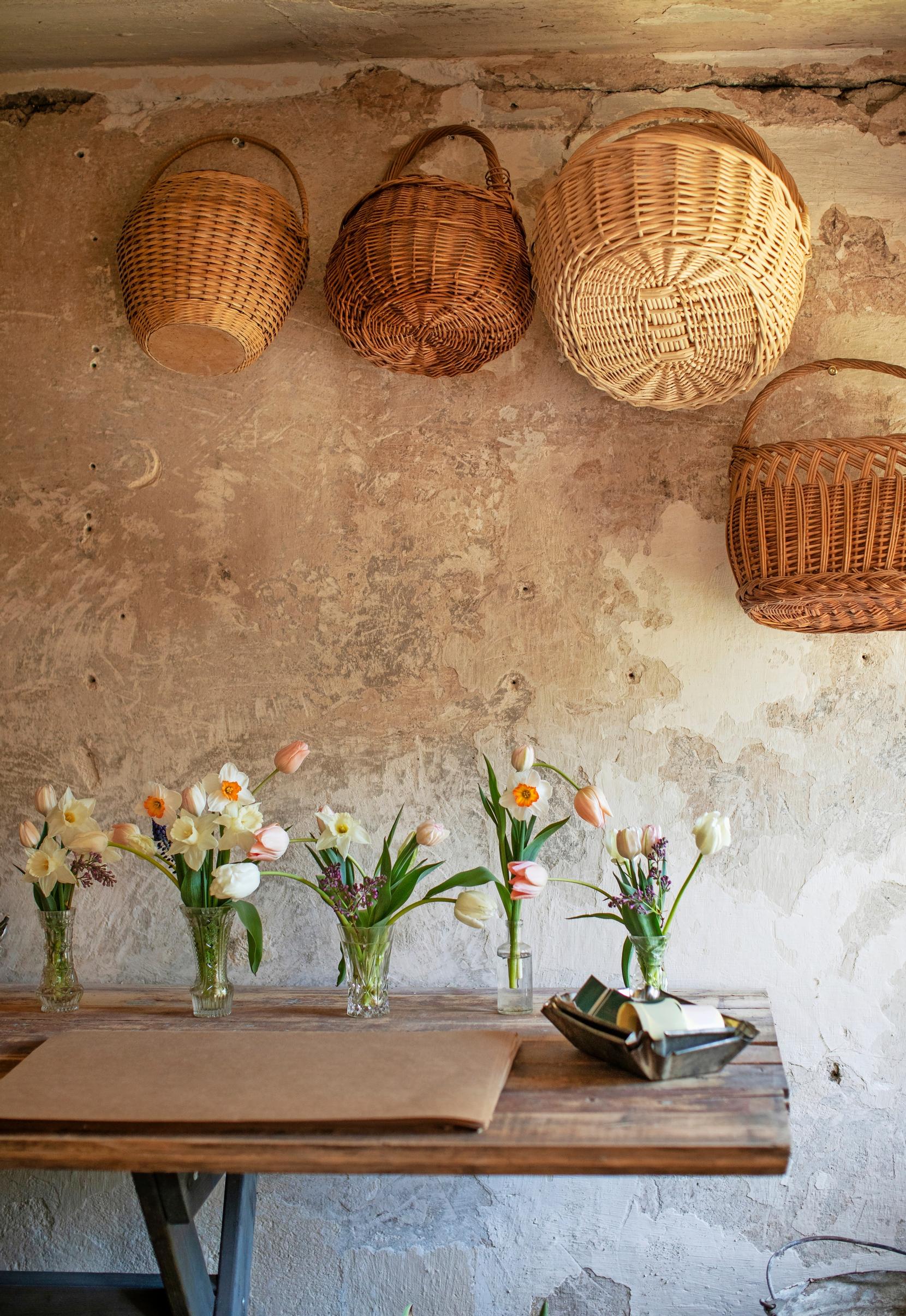 Tulip farming – growing cut tulips: