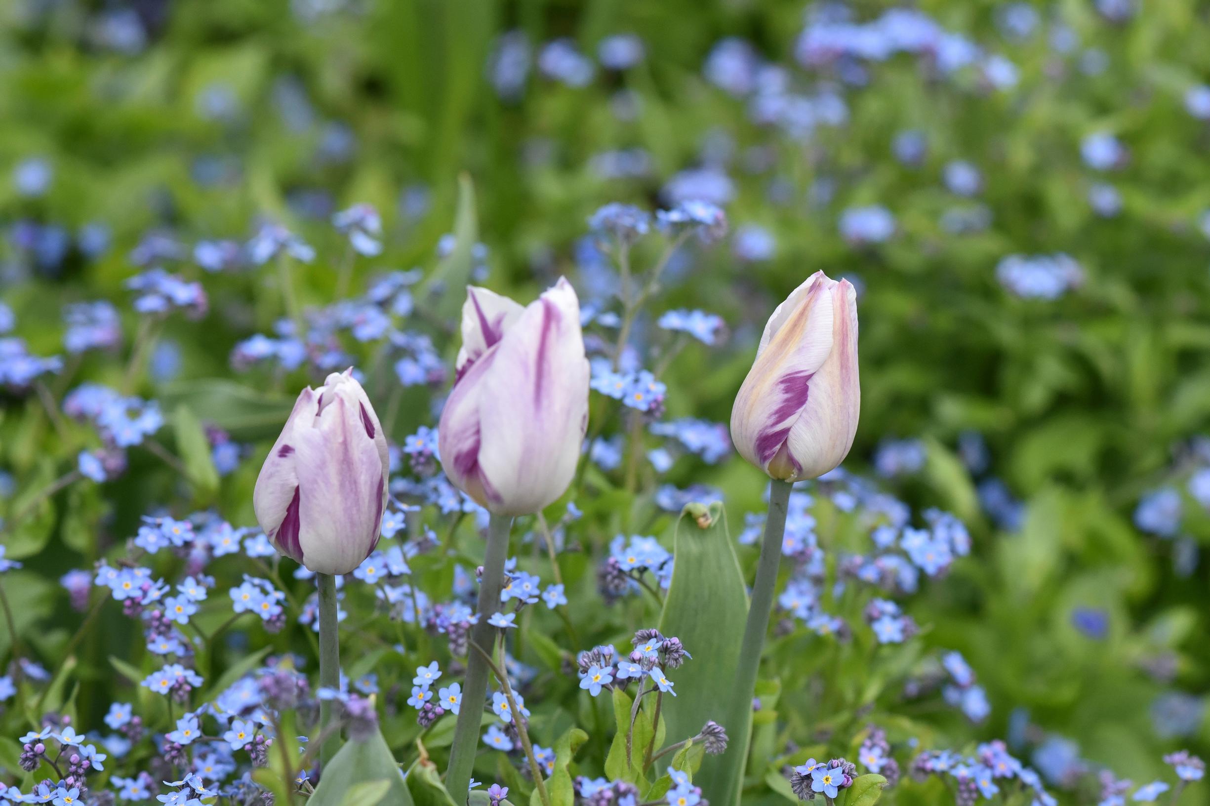 tulip facts: tulips and forget-me-nots