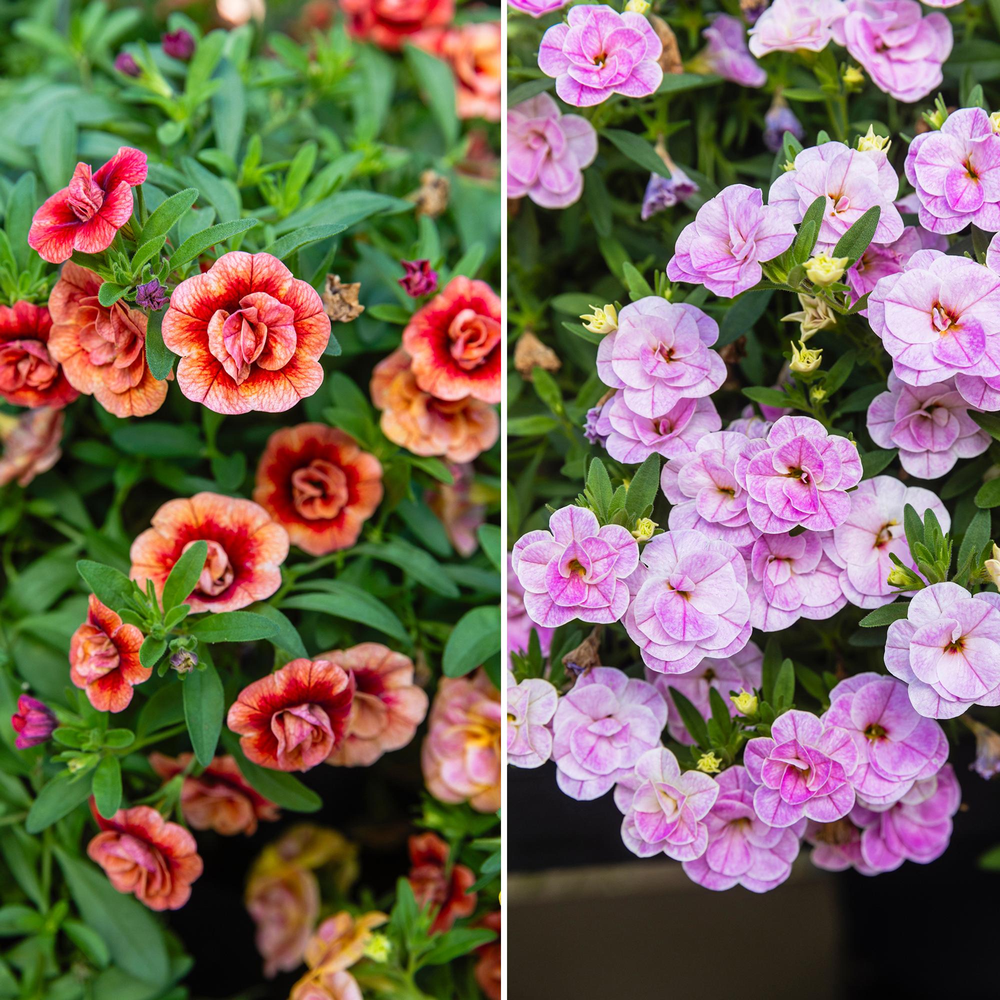 Million bells is known for its never-ending blooms—help it flourish with our tips!