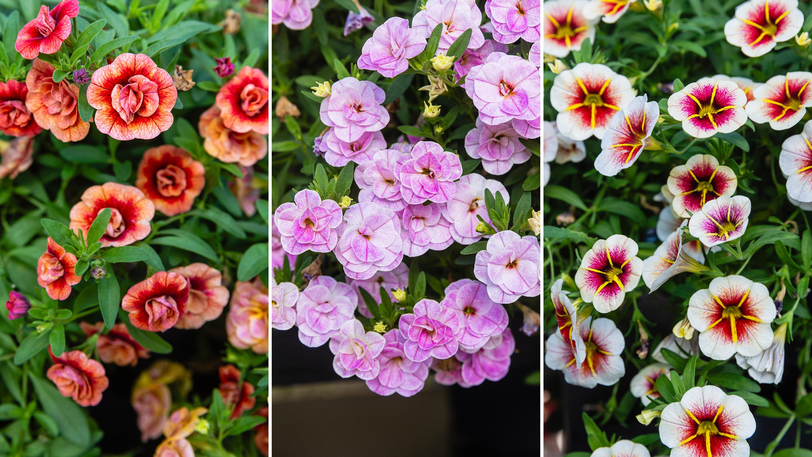 Million bells is known for its never-ending blooms—help it flourish with our tips!