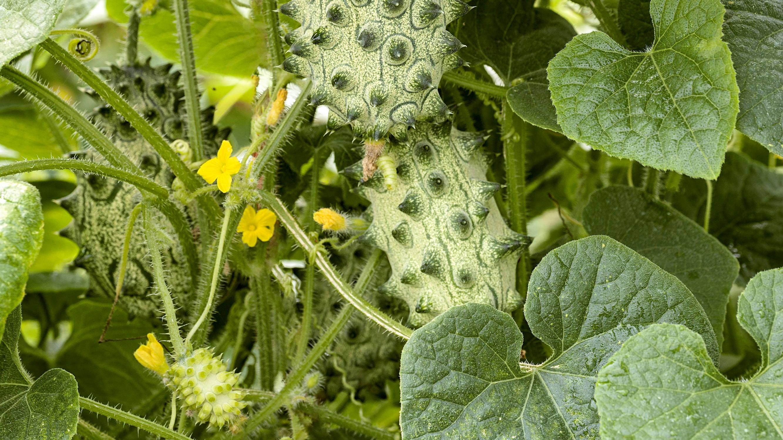 Grow yourself some horned melon! This whimsical and versatile fruit can be eaten ripe or unripe