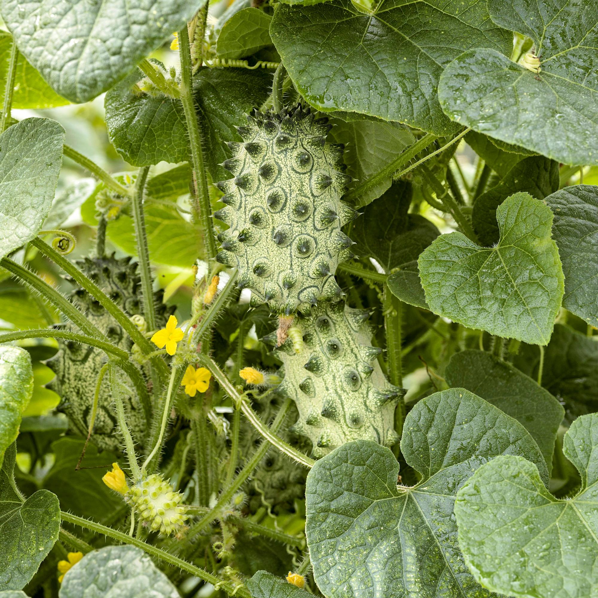 Grow yourself some horned melon! This whimsical and versatile fruit can be eaten ripe or unripe