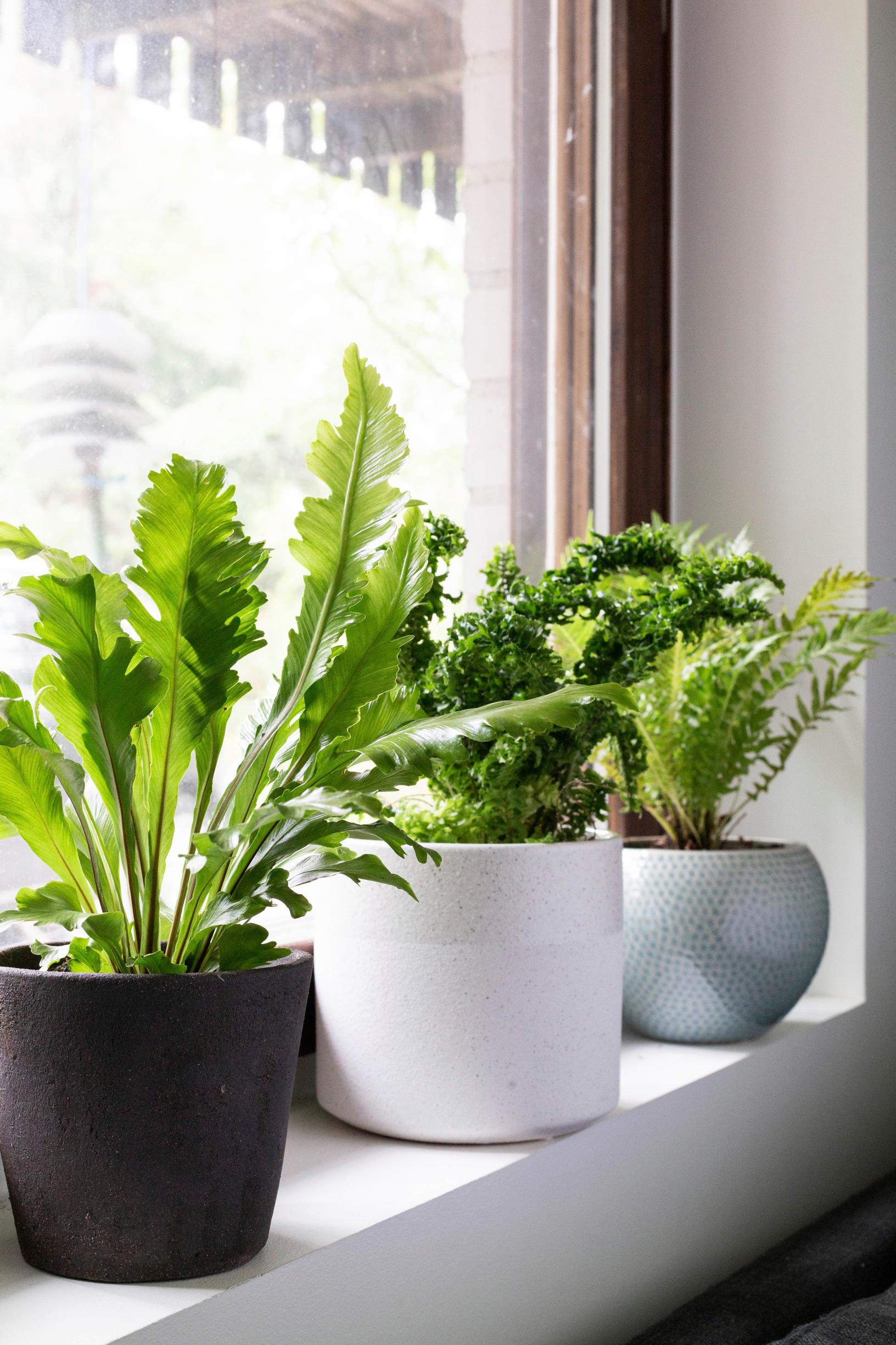 Bird's-nest fern ‘Campio‘, sword fern ‘Emina Dragon Tail,’ and hard-fern on a north-facing windowsill.
