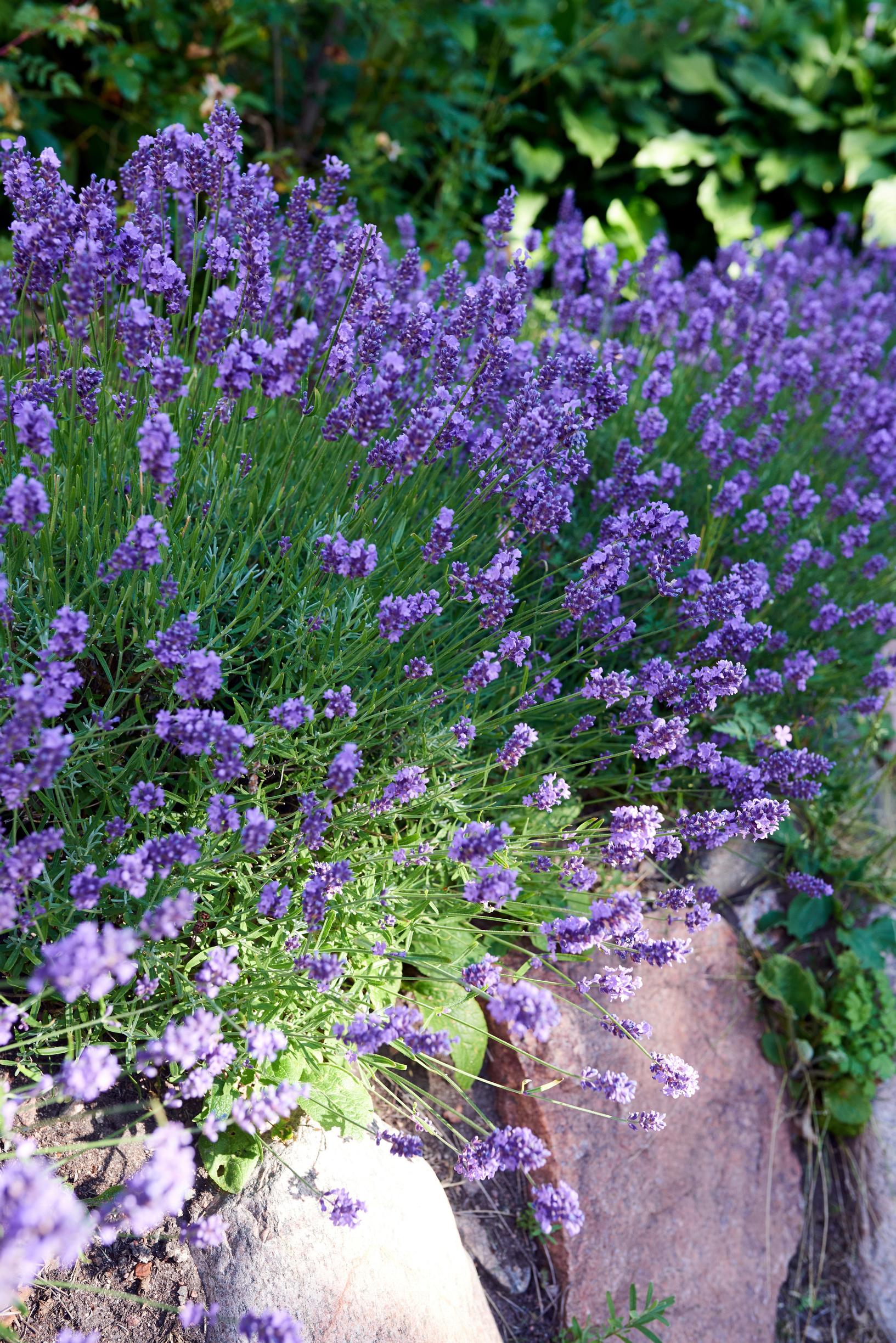 Drought resistant flowers: English Lavender, lavandula angustifolia