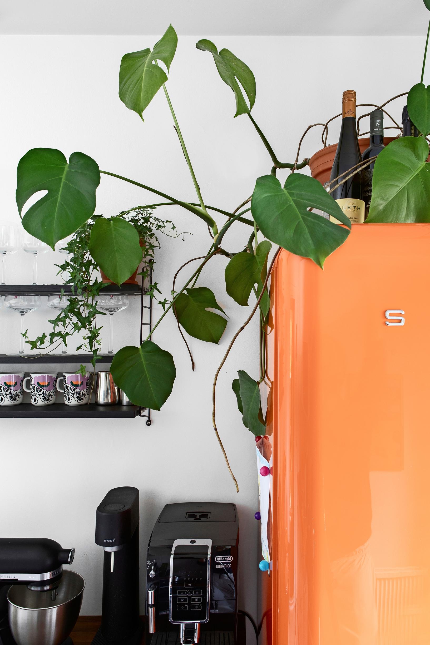 monstera on top of an orange fridge