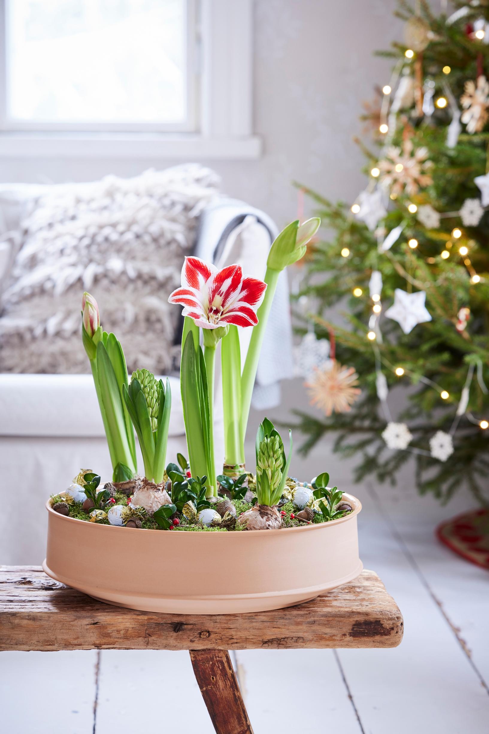 Finnish Christmas: an amaryllis arrangement on a coffee table