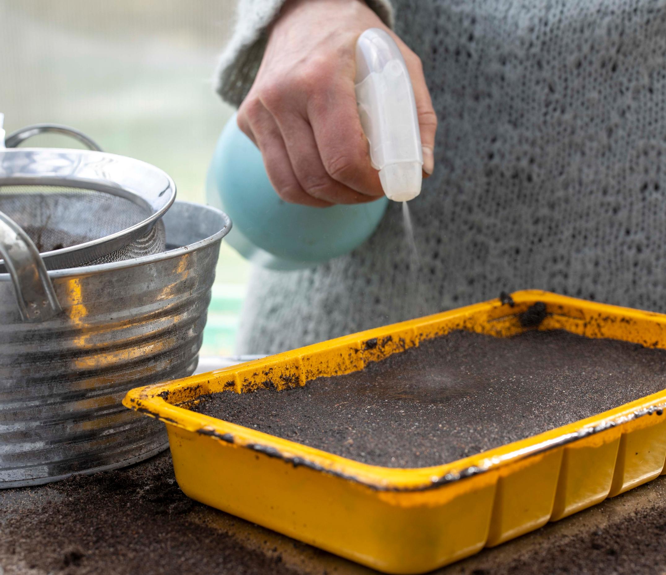 sowing tiny seeds