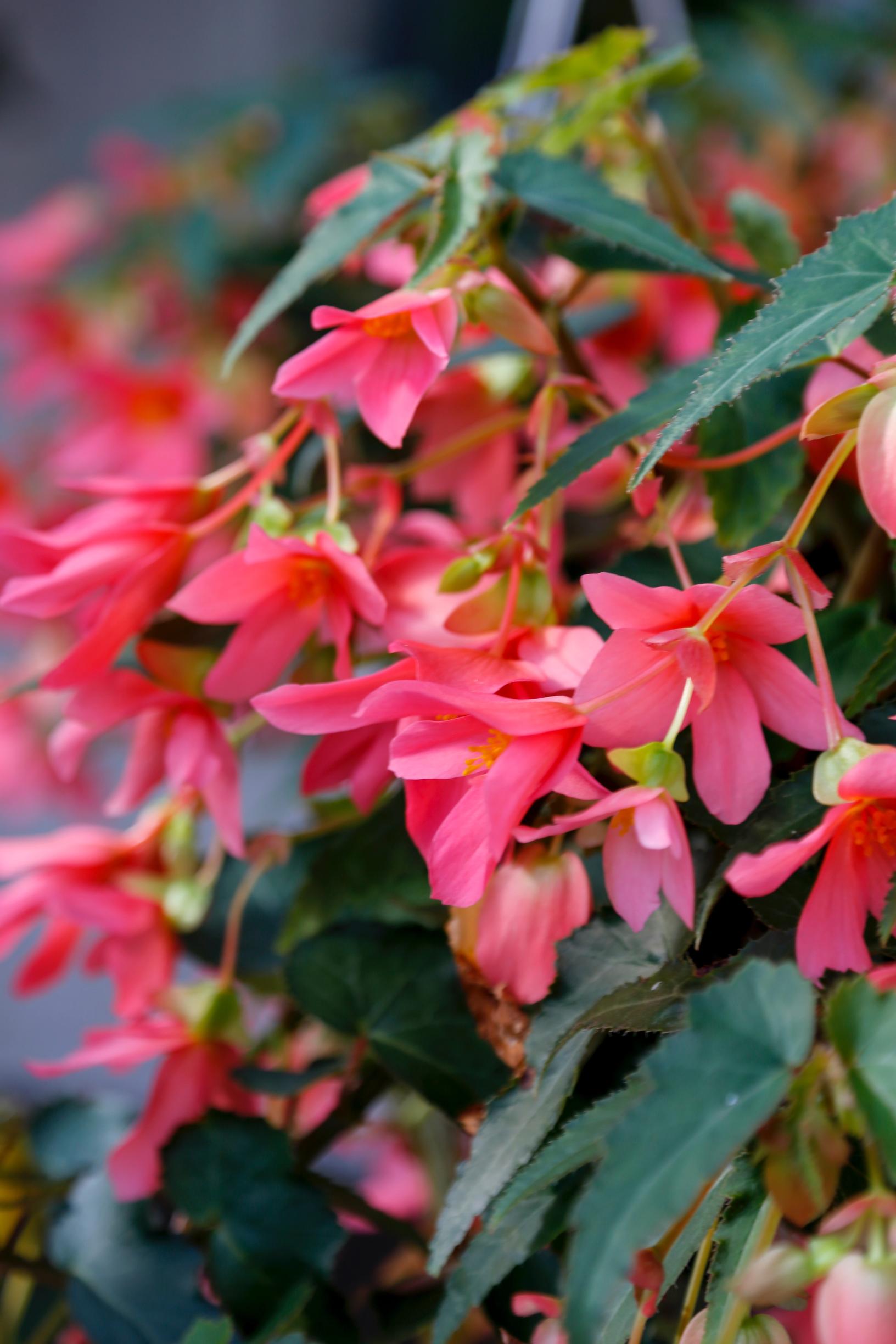 hanging basket flowers: wax begonia