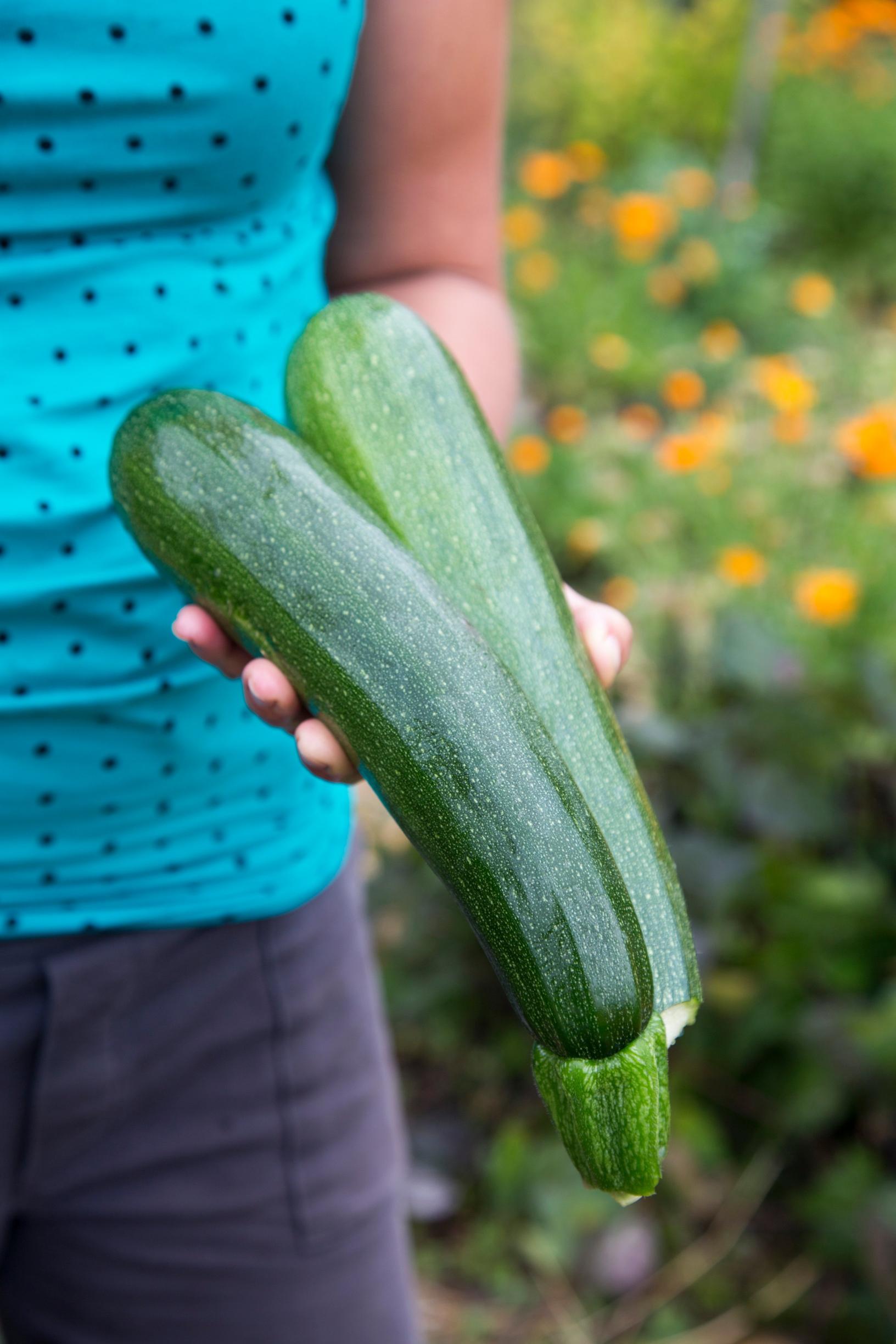 Zuboda zucchini