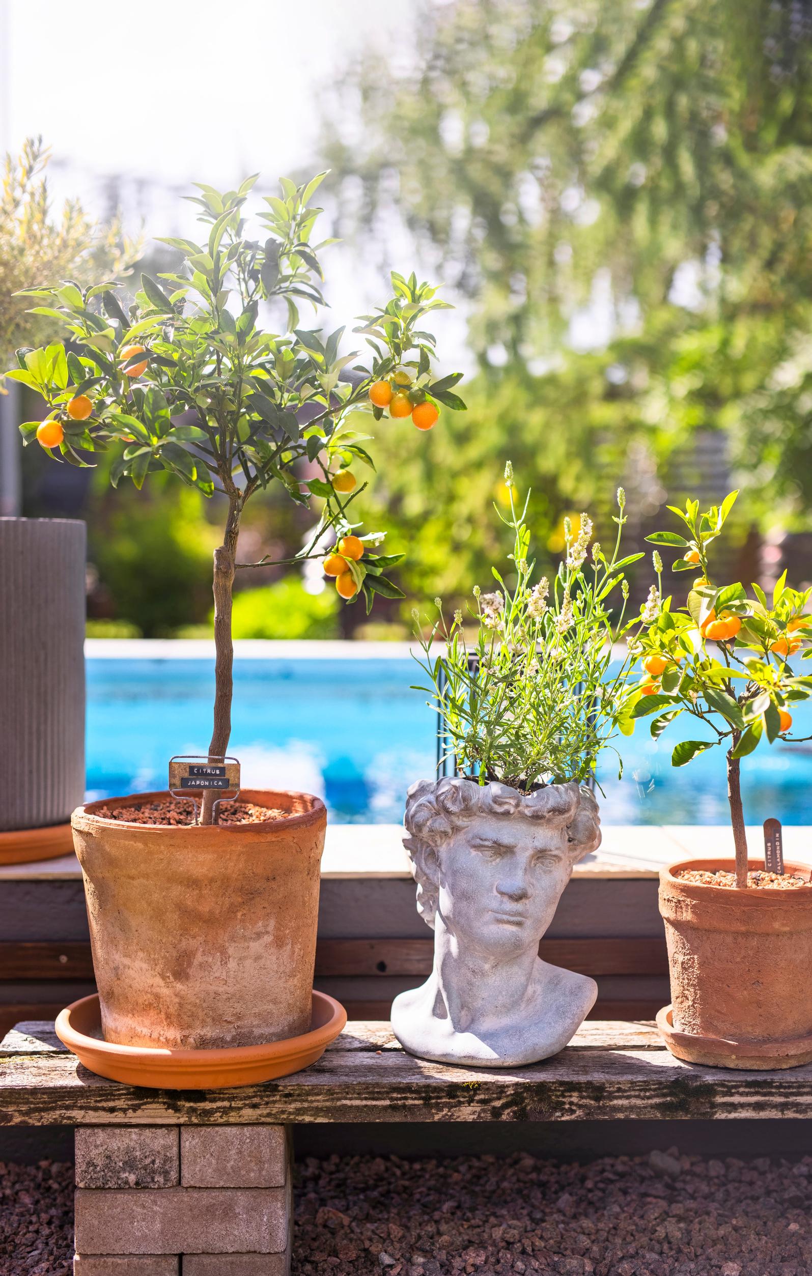 spike lavender kumquat calamondin