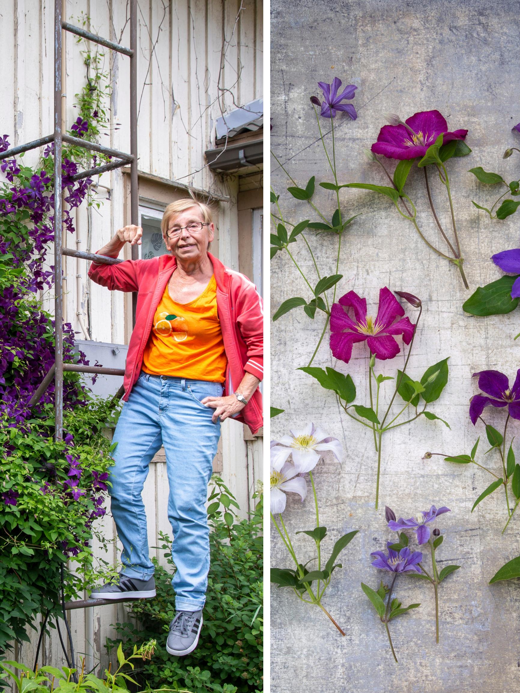 A whopping 60 clematis: Merja’s sure-fire tips for heavy clay soil and winter survival