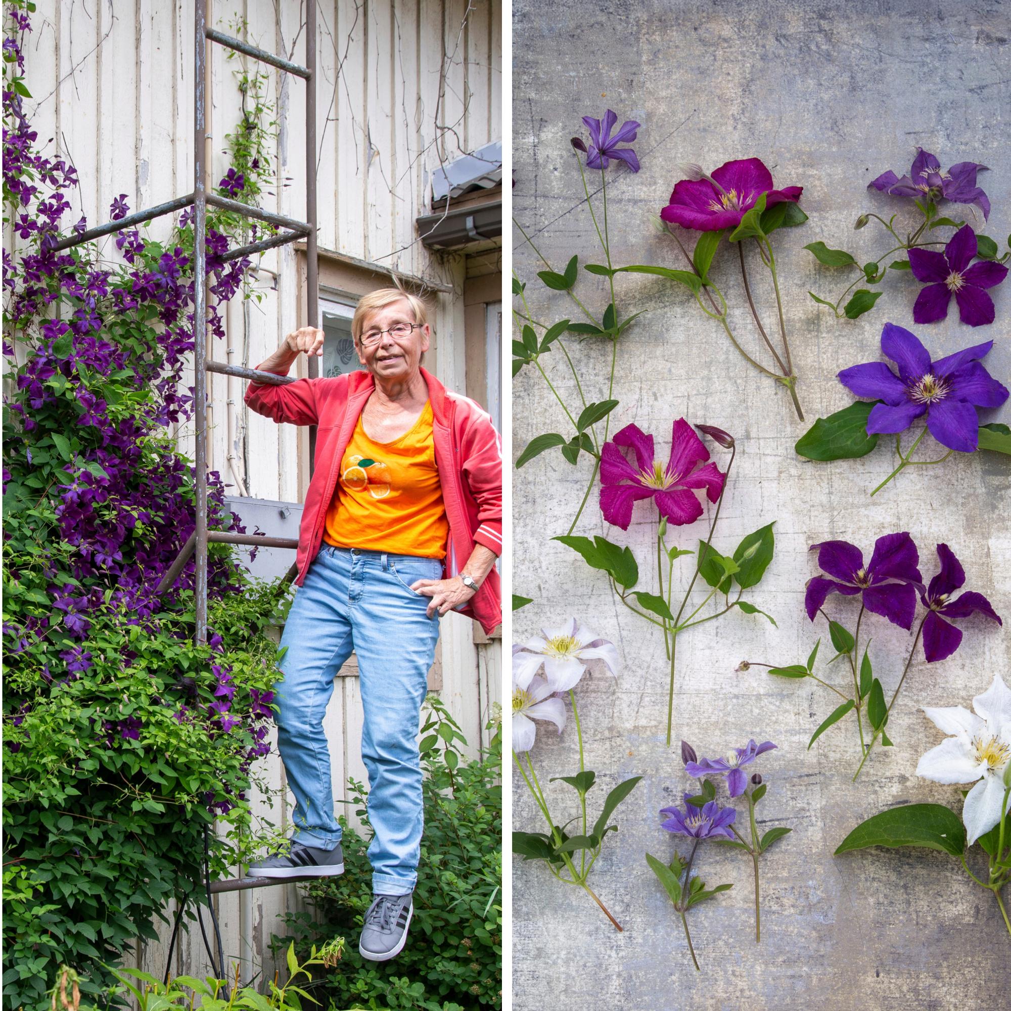 A whopping 60 clematis: Merja’s sure-fire tips for heavy clay soil and winter survival