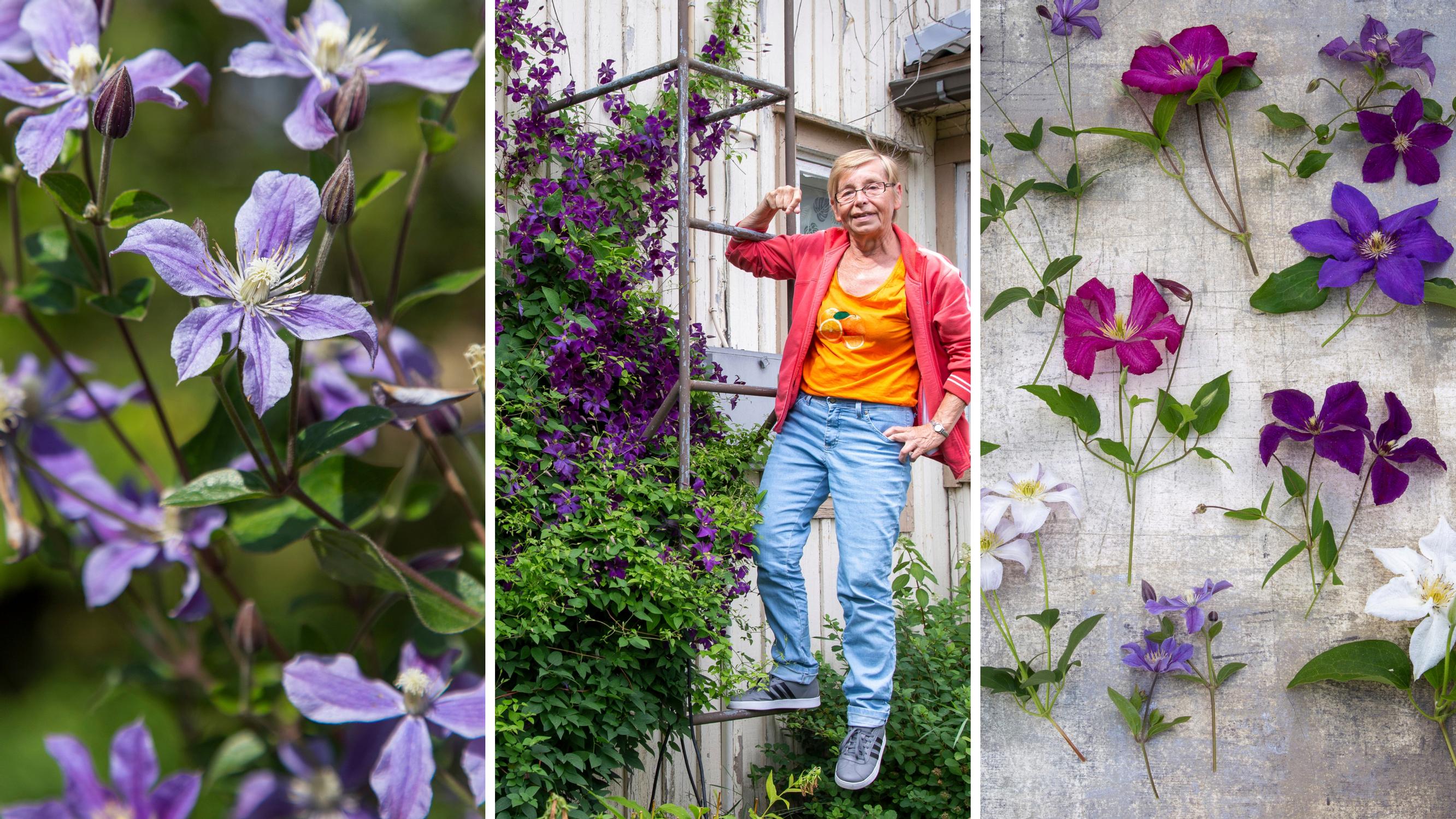 A whopping 60 clematis: Merja’s sure-fire tips for heavy clay soil and winter survival