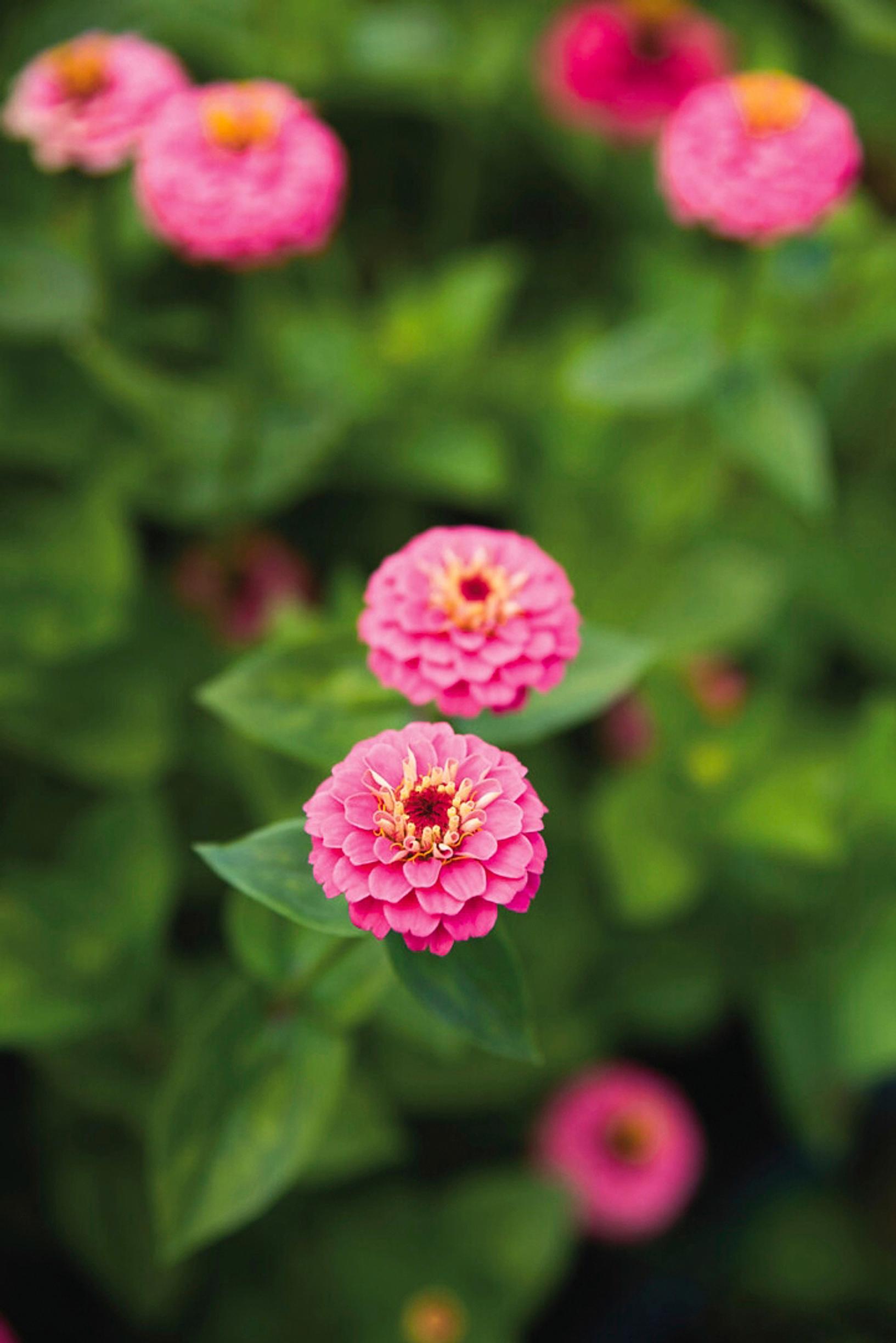 Zinnia is an easy summer flower: elegans zinnia ‘Lilliput Rose Gem.’