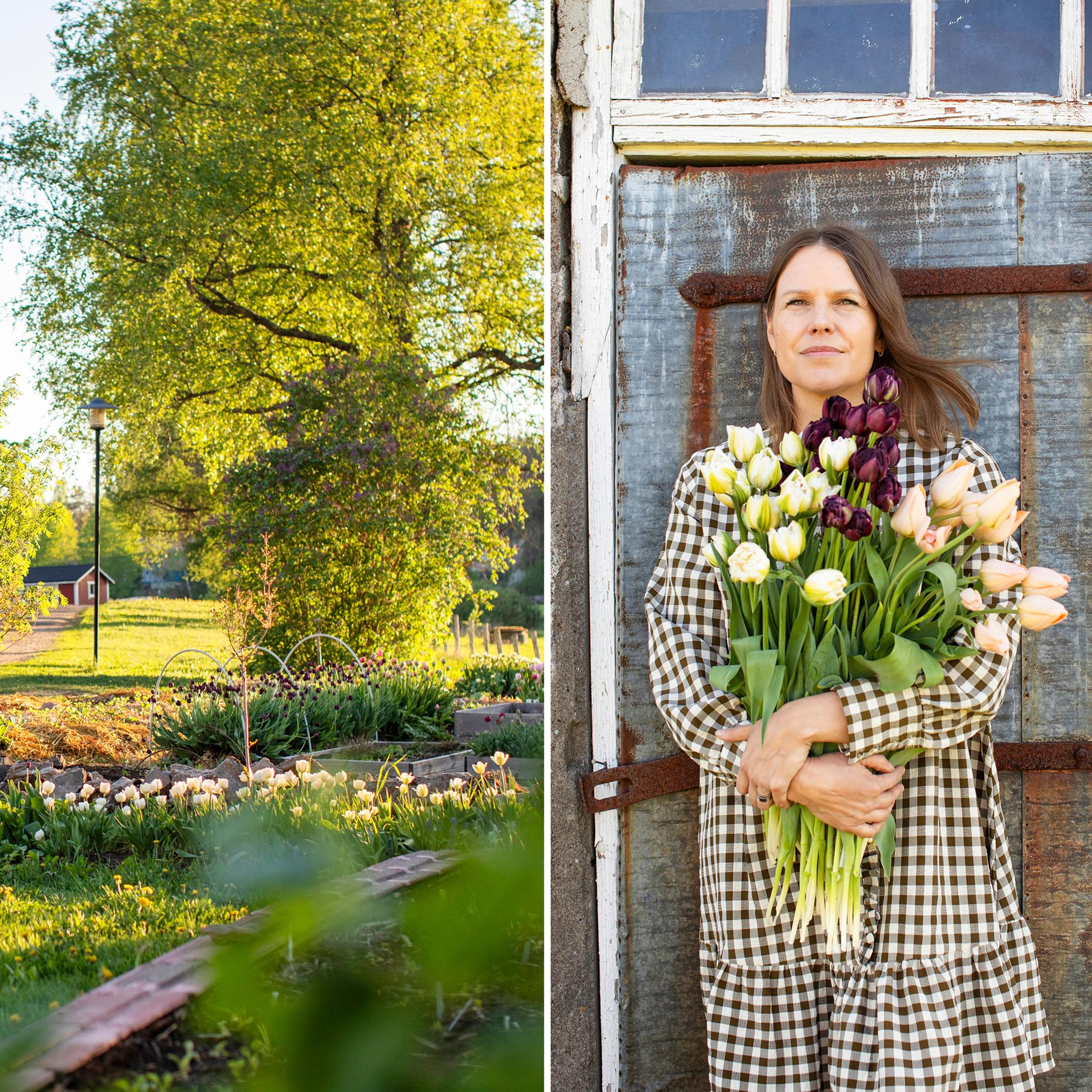 After accidentally ordering 4,000 tulip bulbs, Eeva-Maria now grows cut tulips on an old farm