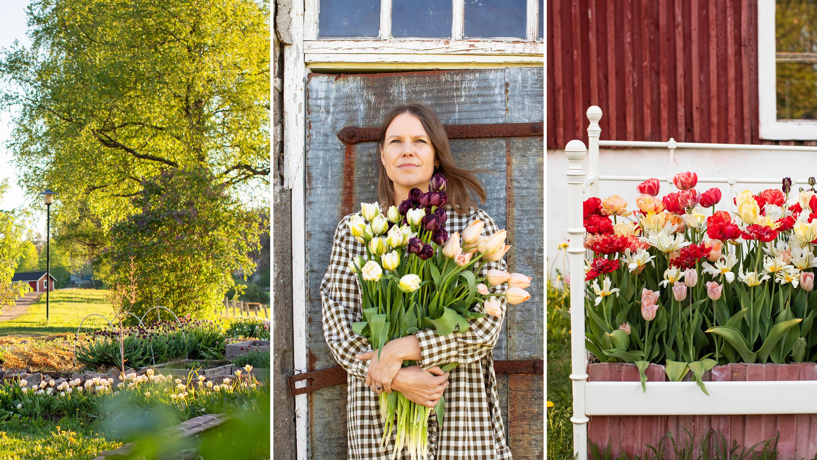 After accidentally ordering 4,000 tulip bulbs, Eeva-Maria now grows cut tulips on an old farm