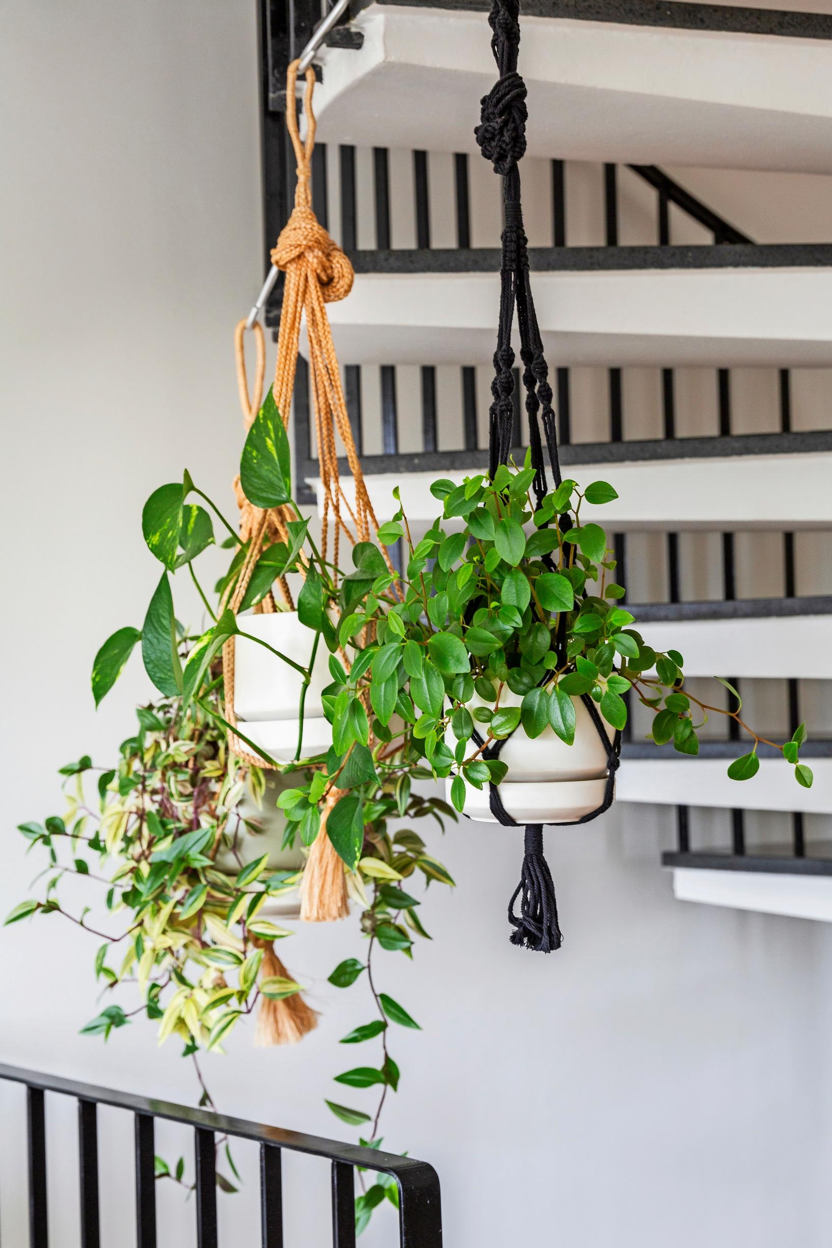 Hanging planters in the staircase