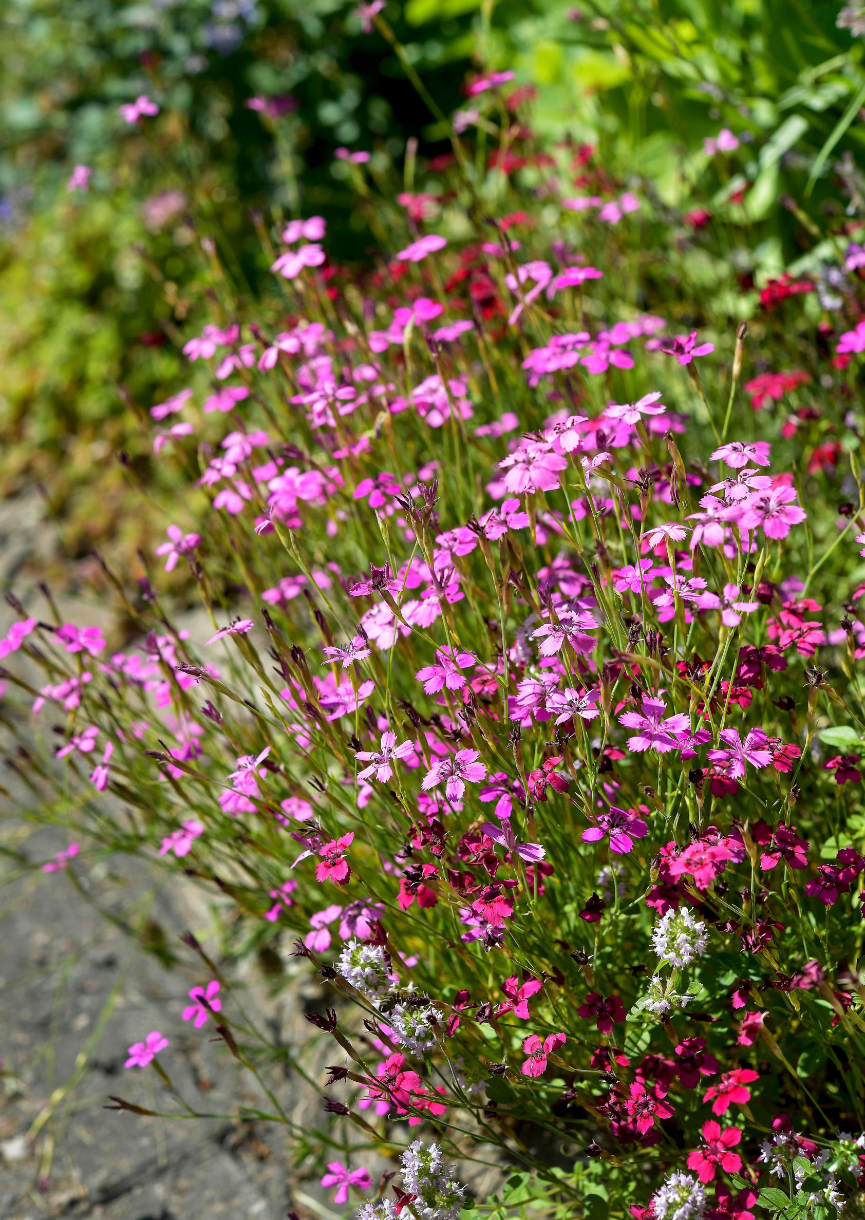 Maiden pink covers a sunny spot.