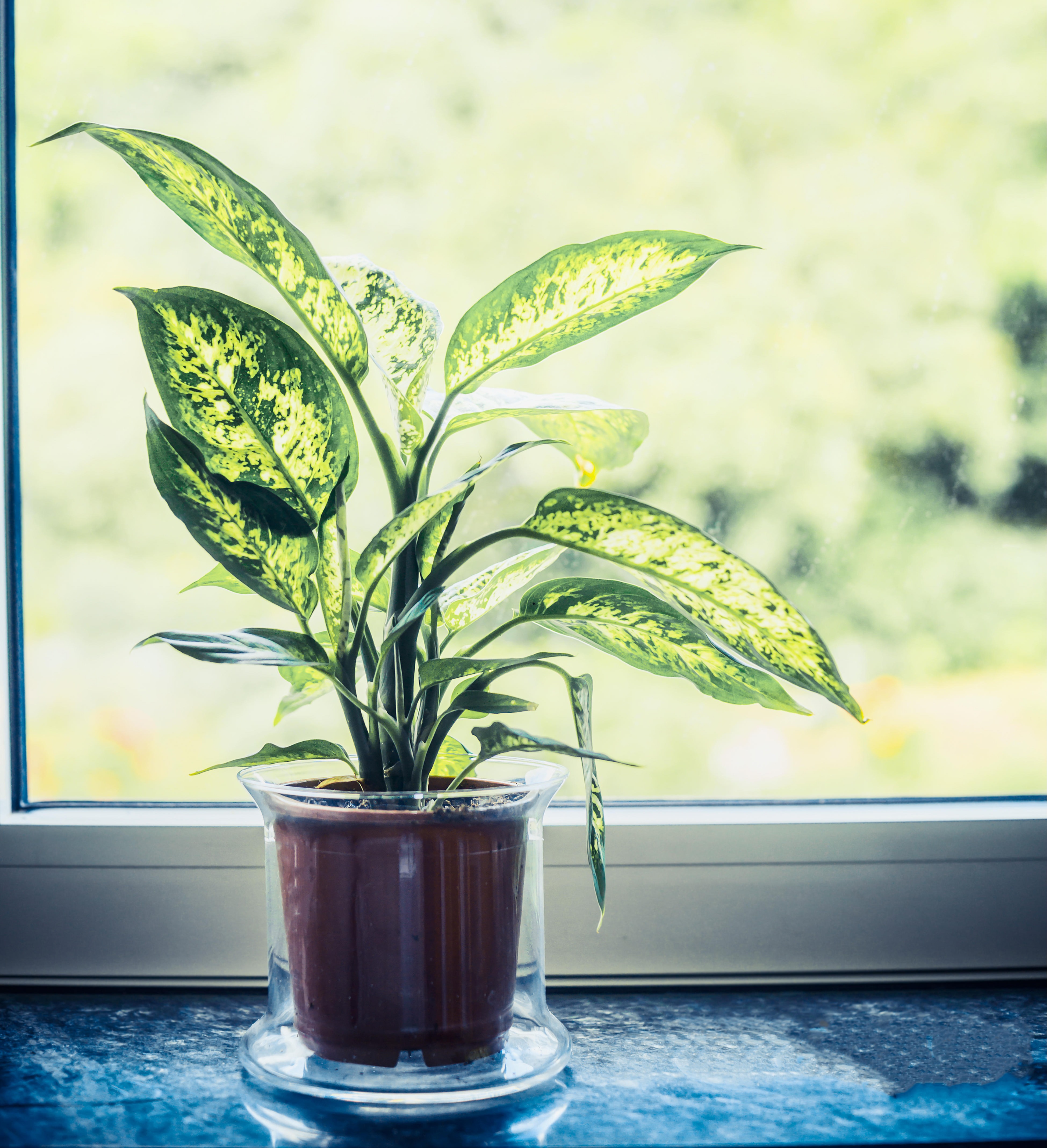 Dieffenbachia: growing and care | Kotona Living