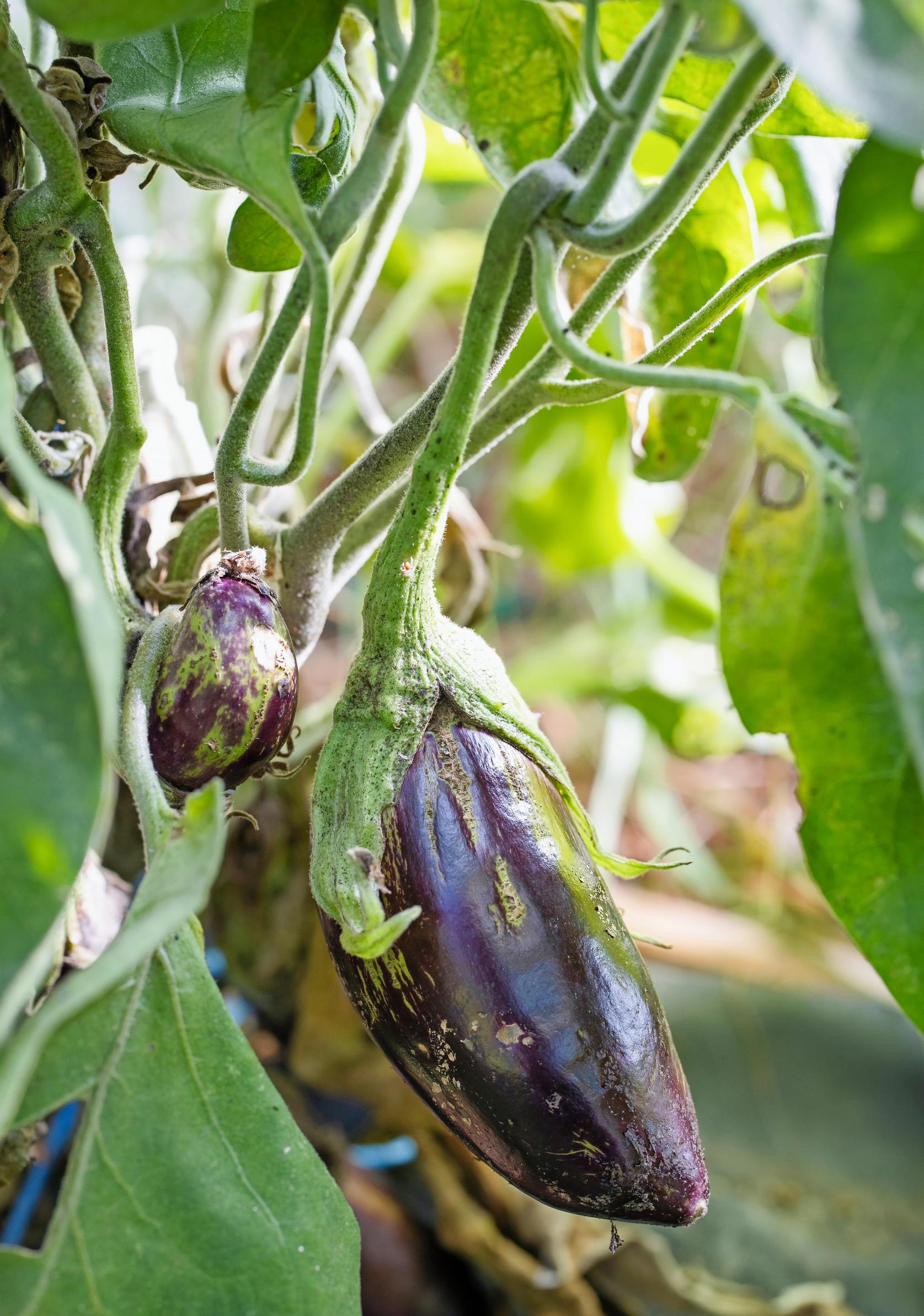 ‘Violette de Toulouse’ eggplant