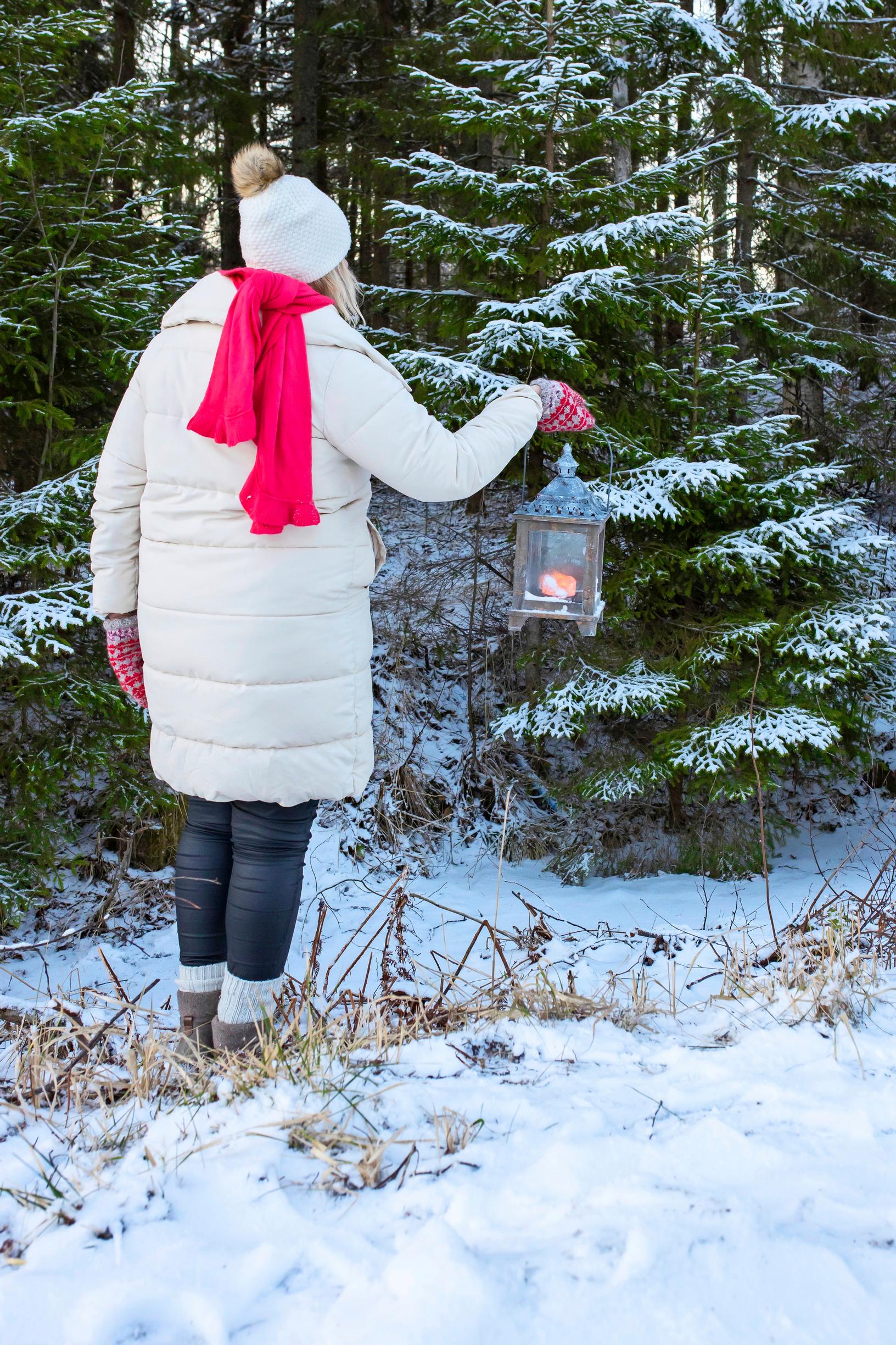 A Christmassy evergreen forest and a lantern