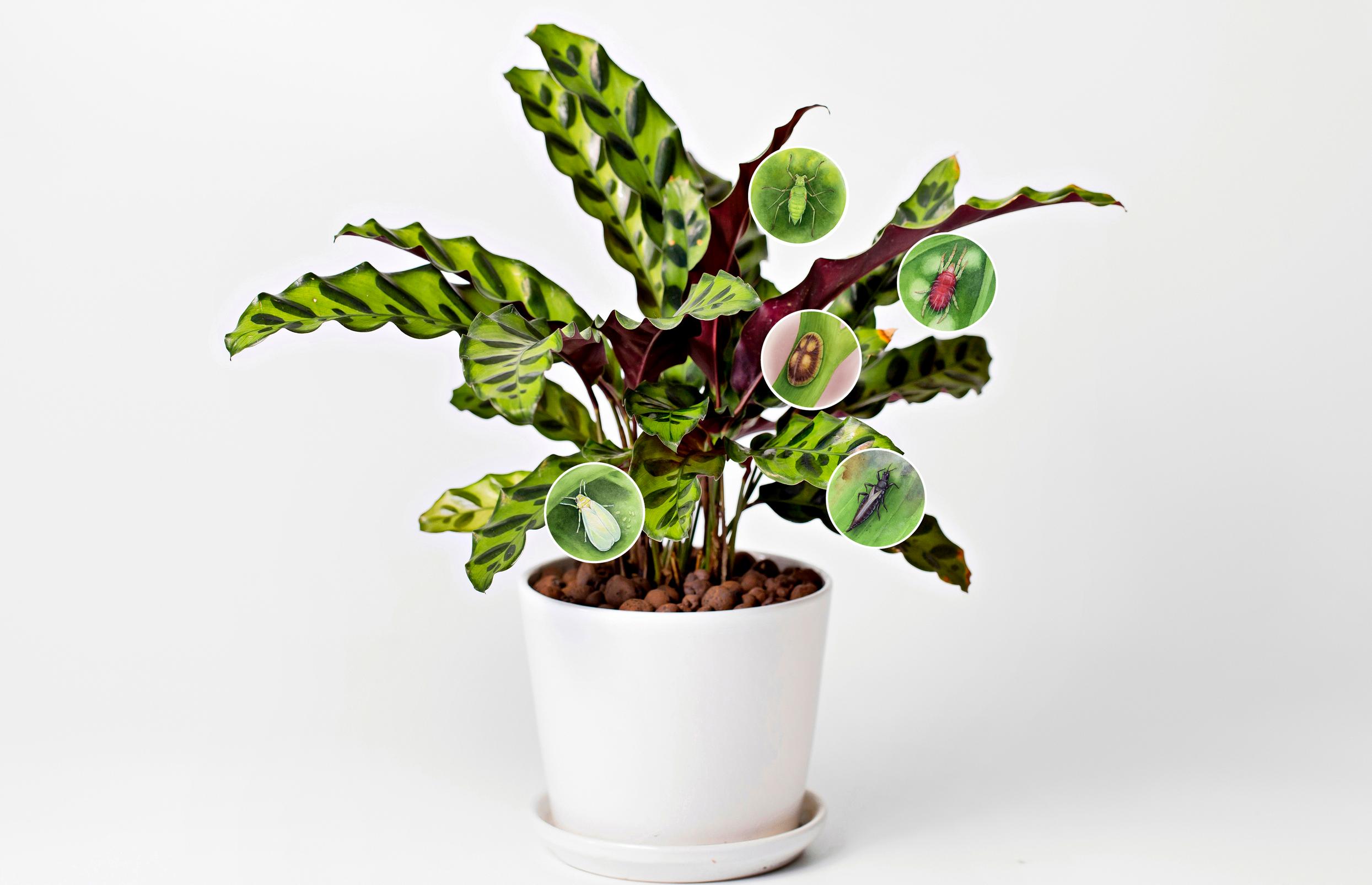Houseplant pests