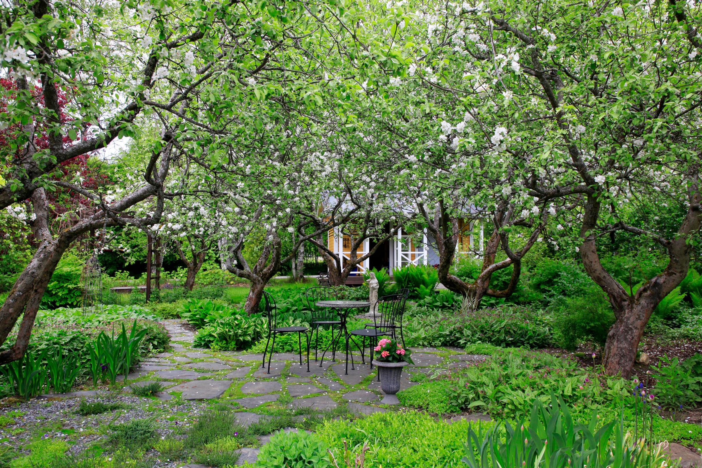 Beneath the apple trees grow silver-spotted lungwort, hostas, and ostrich ferns.