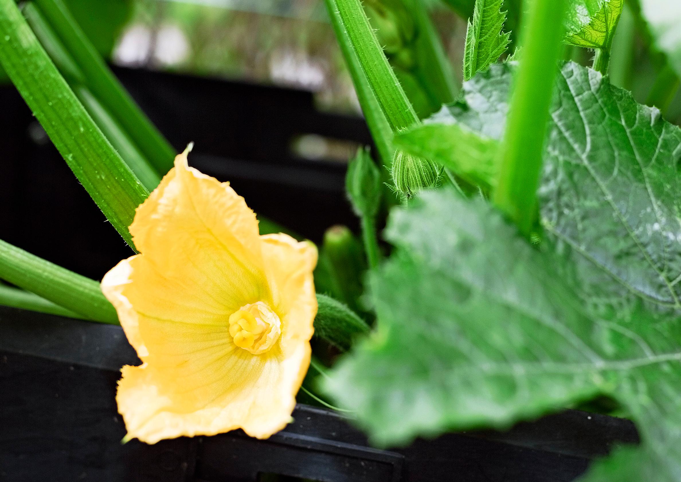 A zucchini flower