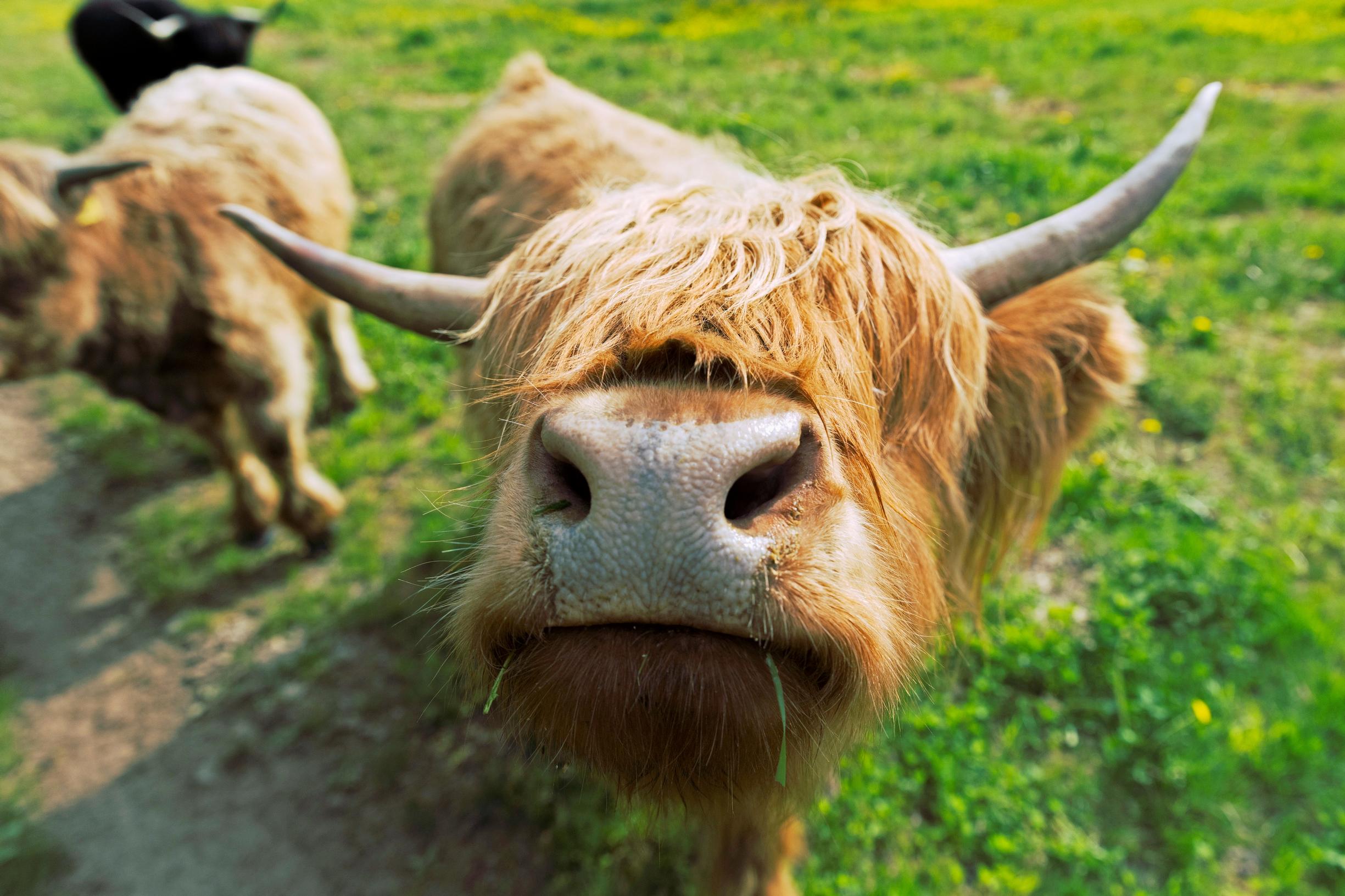 cow looking at the camera from under its forelock