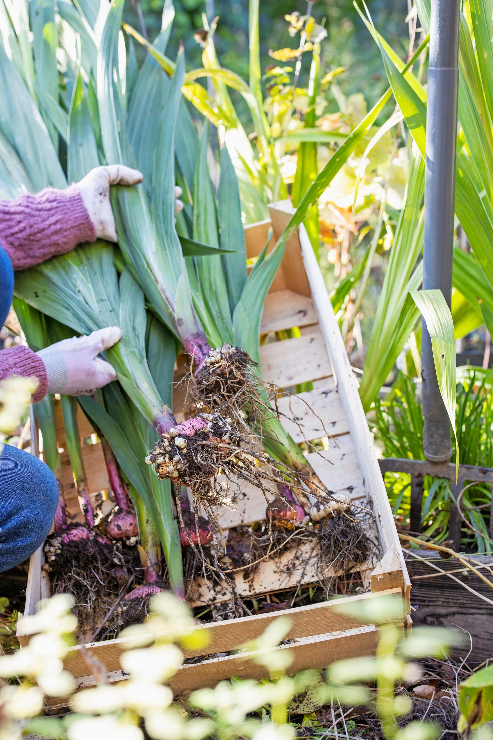 Overwintering gladiolus corms