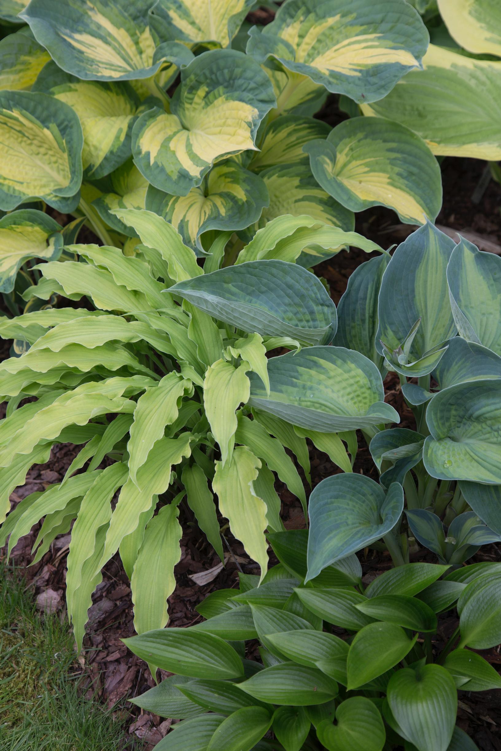 ground cover plants: Hostas