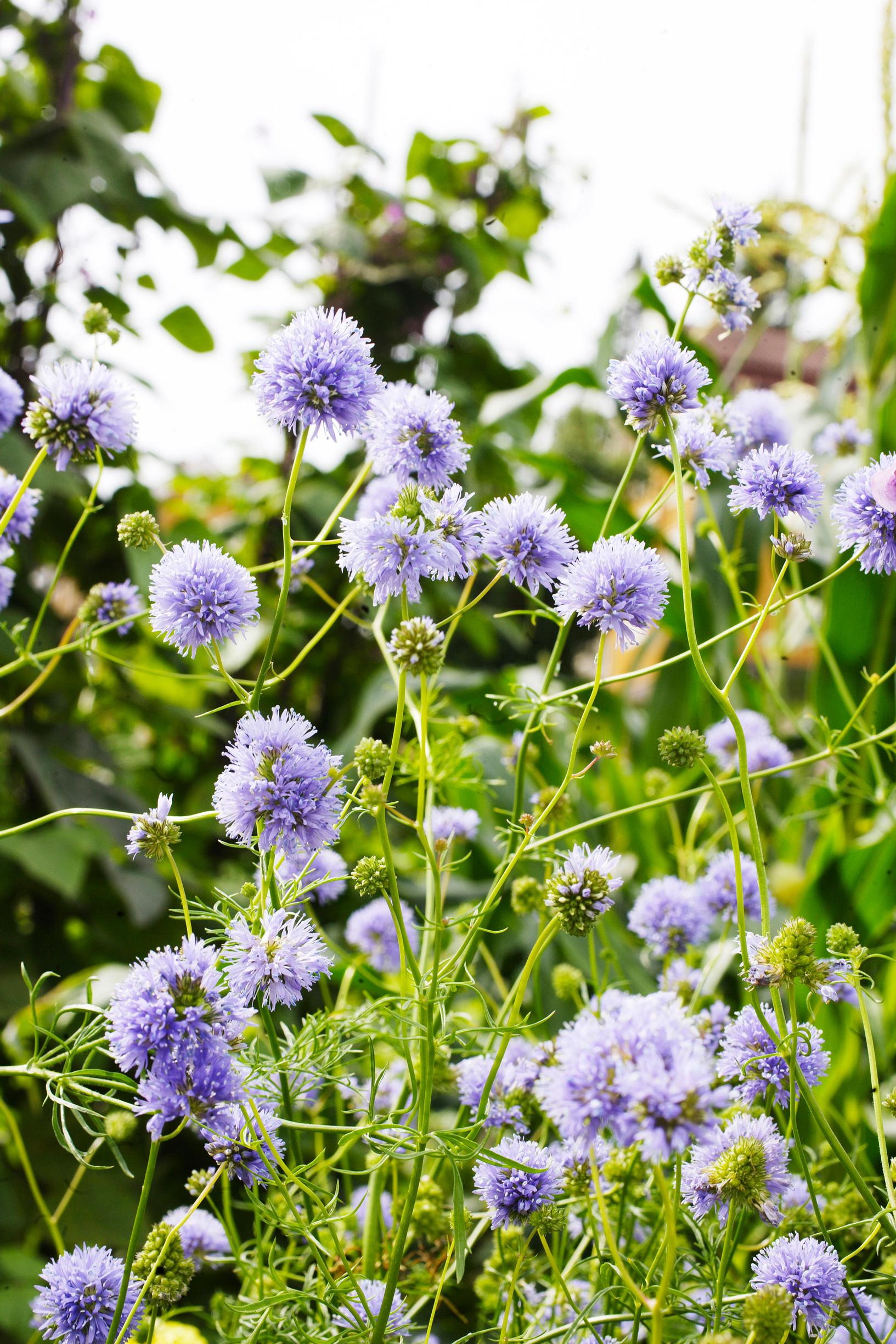 fineflower gilia