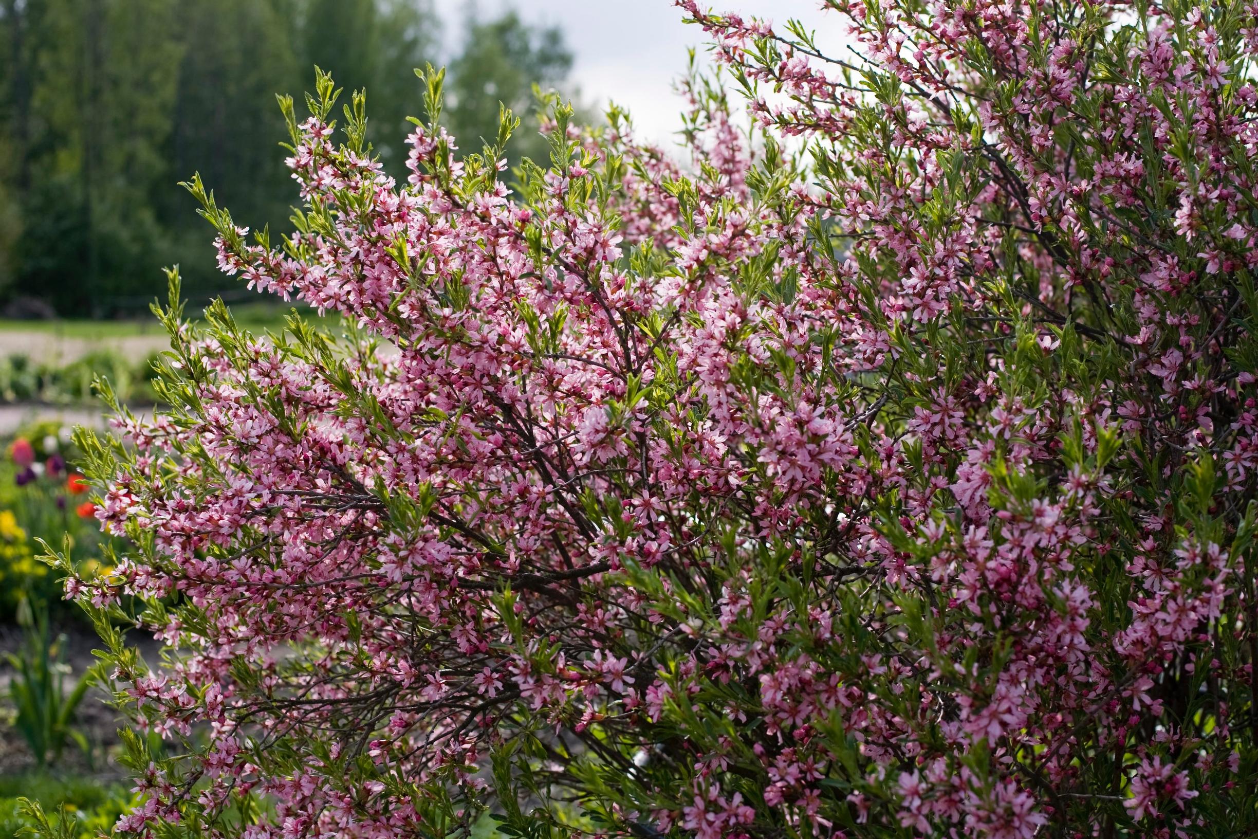 List of cherry tree varieties