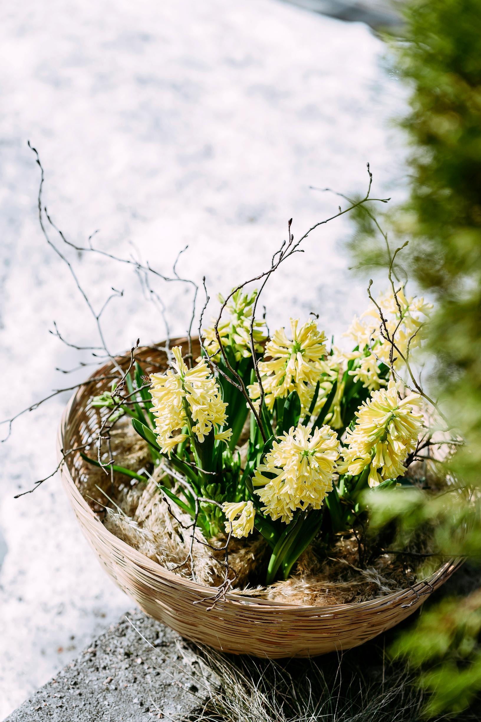 hyacinth arrangement