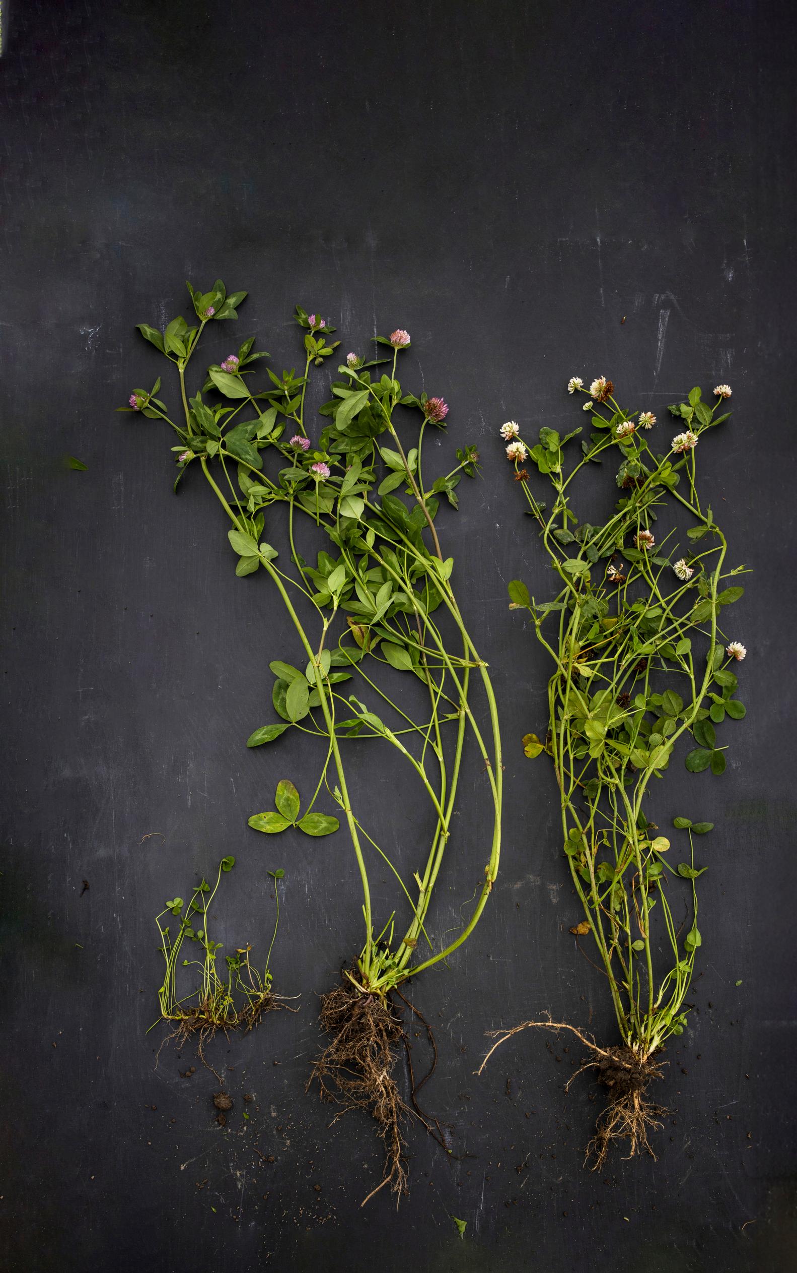green manure crops