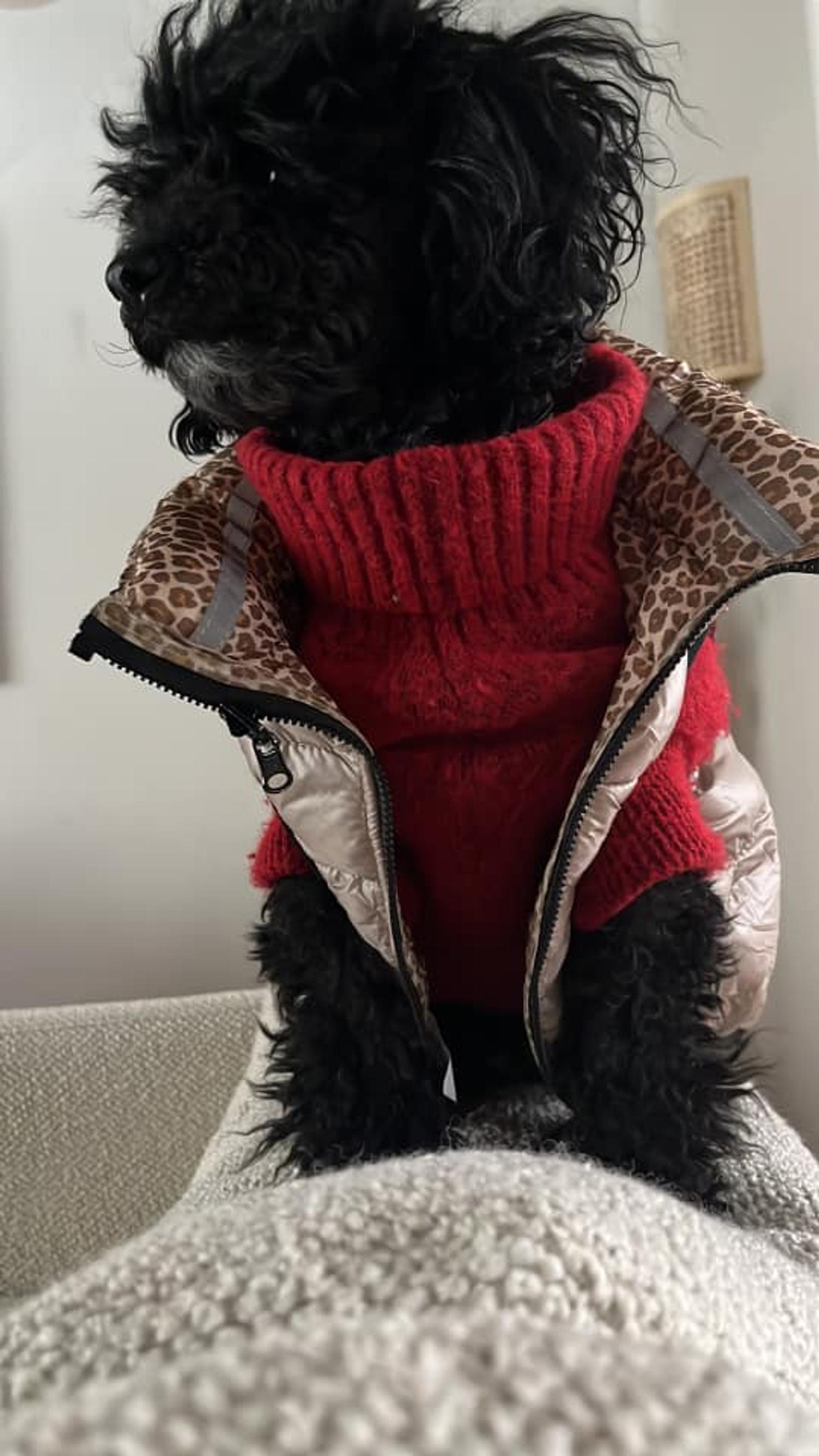 Mimmi the dog dressed in a sweater and padded vest.