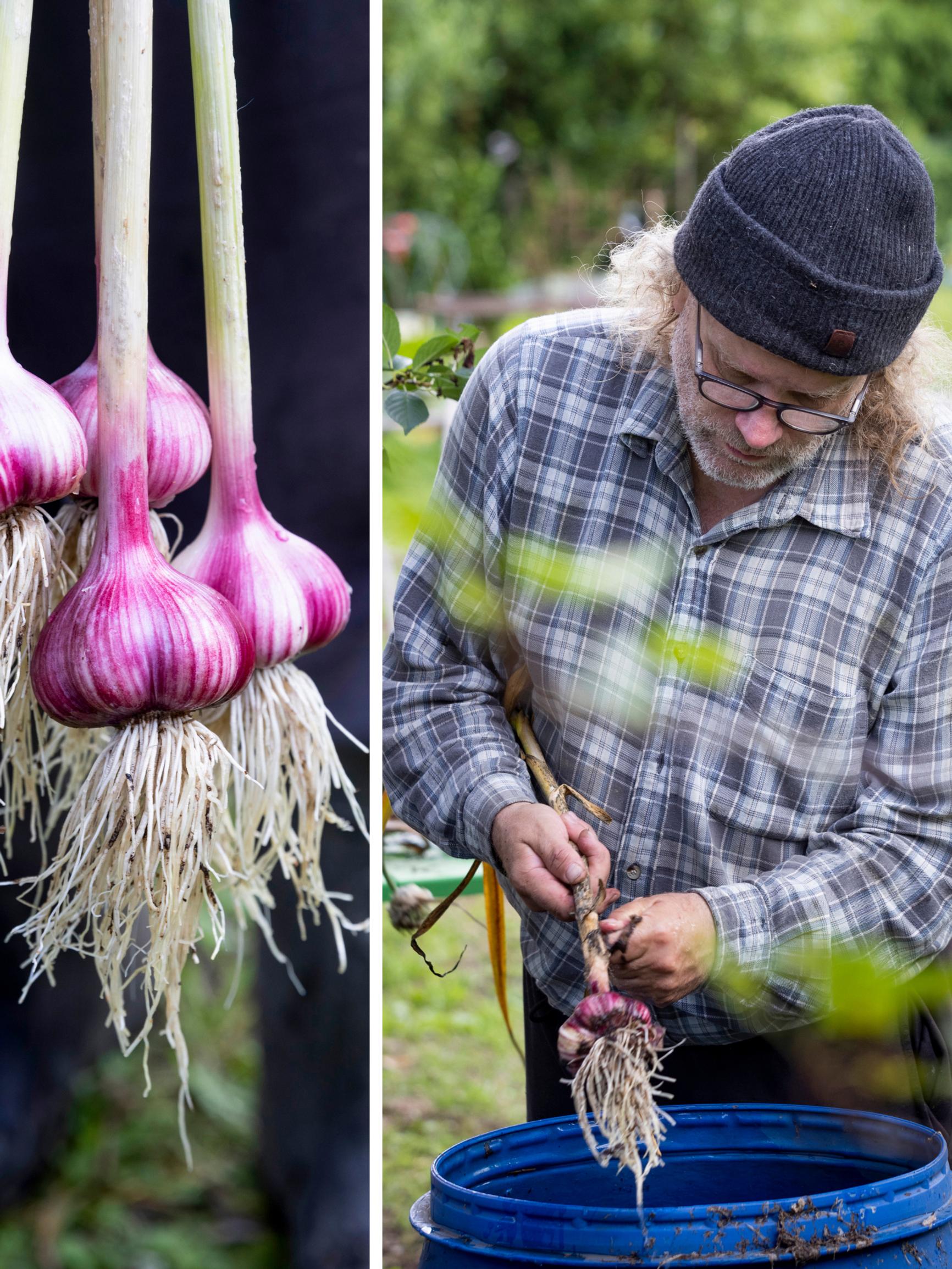 The Finnish pastor with one of the world’s largest garlic collections—“I talk to them and play them music”