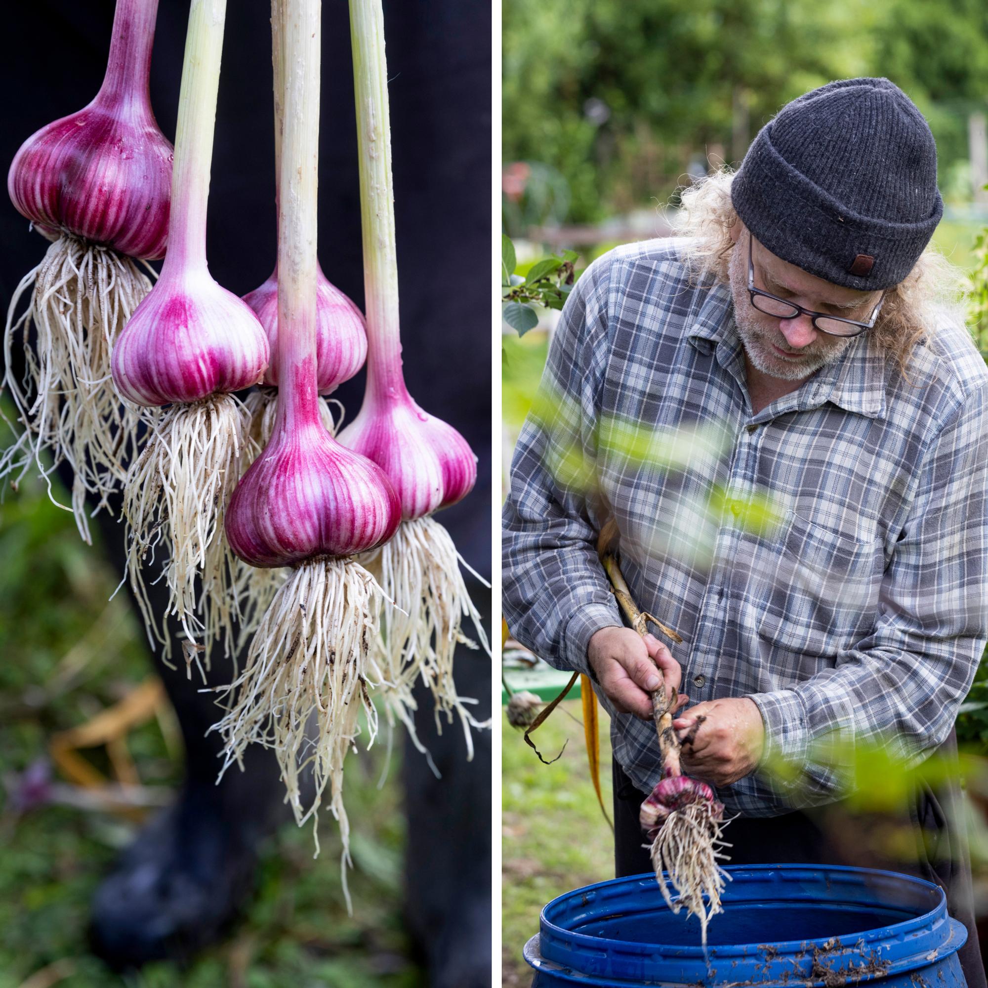 The Finnish pastor with one of the world’s largest garlic collections—“I talk to them and play them music”