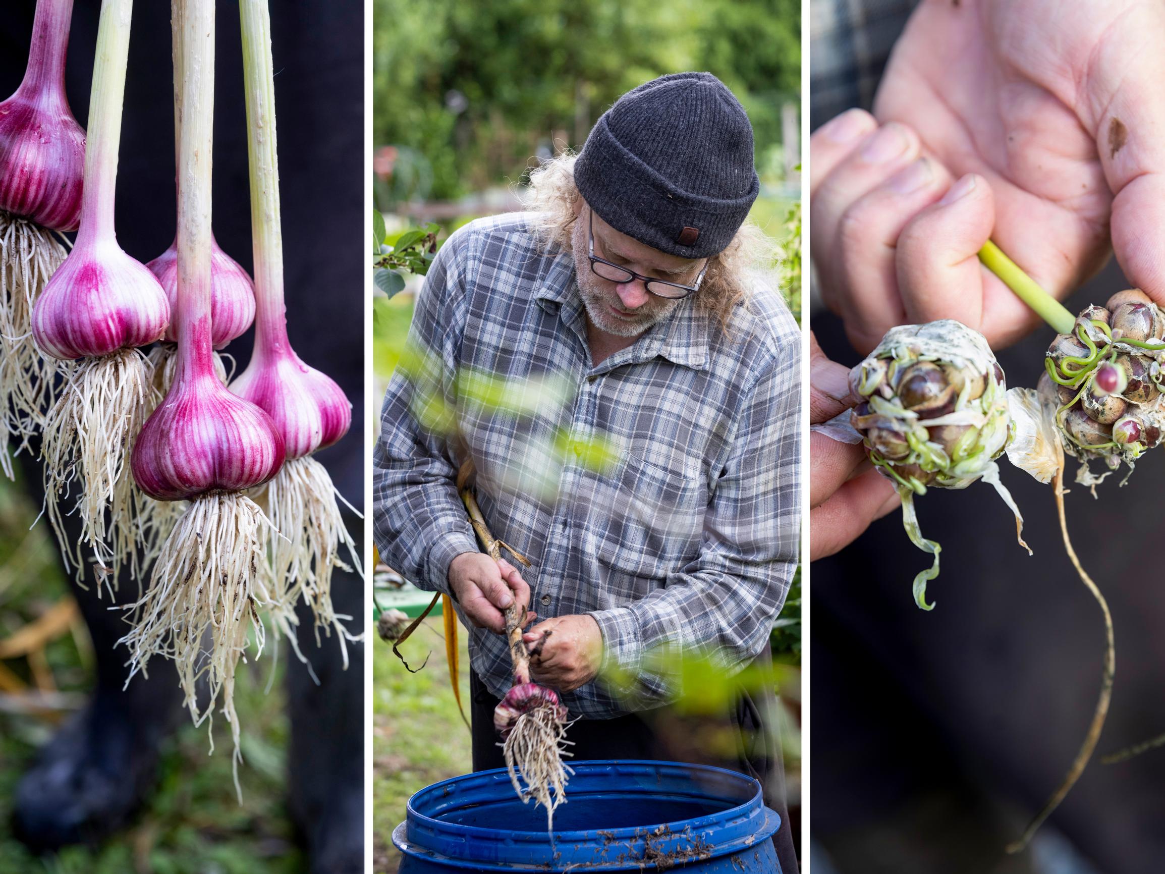 The Finnish pastor with one of the world’s largest garlic collections—“I talk to them and play them music”