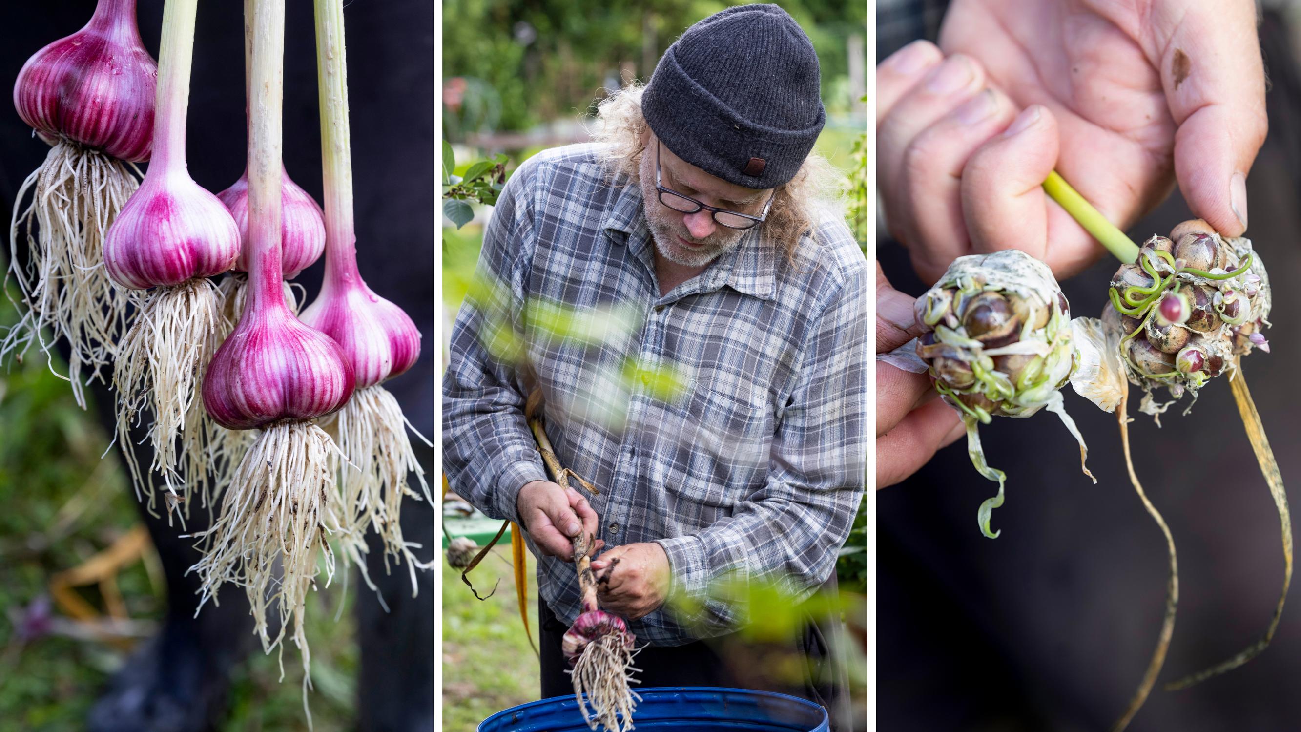 The Finnish pastor with one of the world’s largest garlic collections—“I talk to them and play them music”
